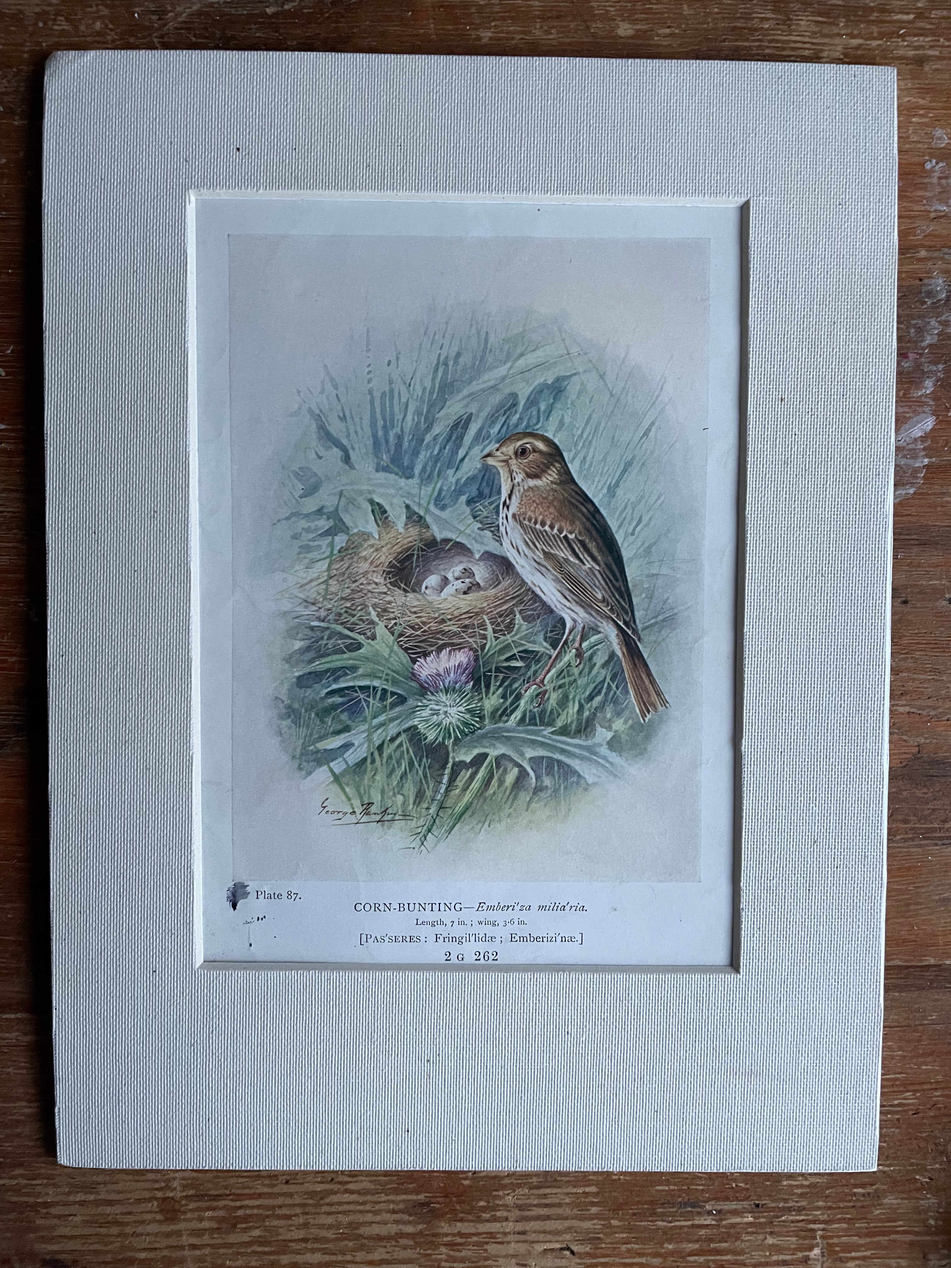 19th Century Bird Illustration with Linen Mount - Corn Bunting