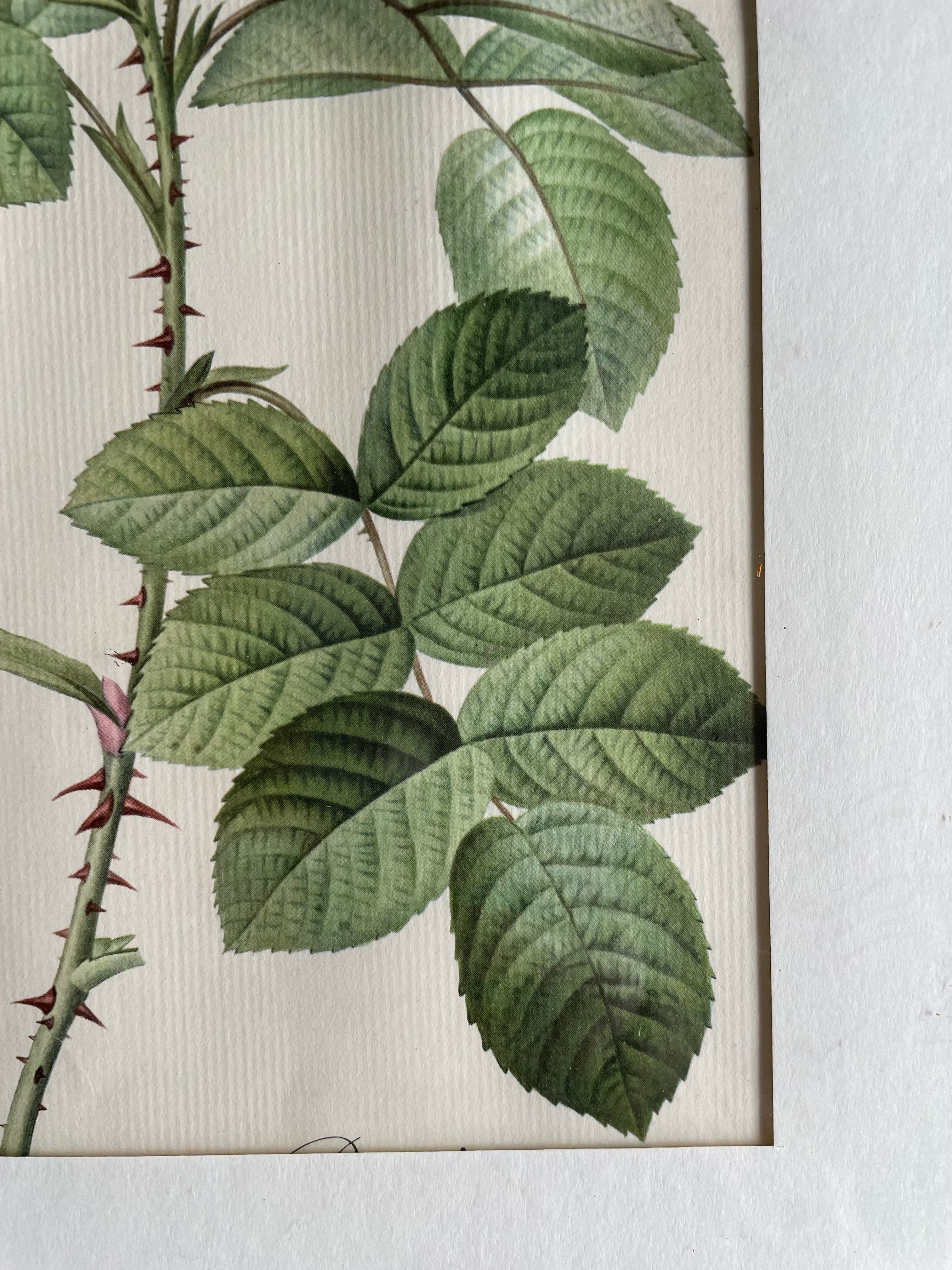 Framed 19th Century Botanical Illustration of Roses