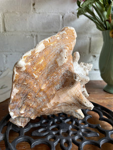 Old Murex Shell