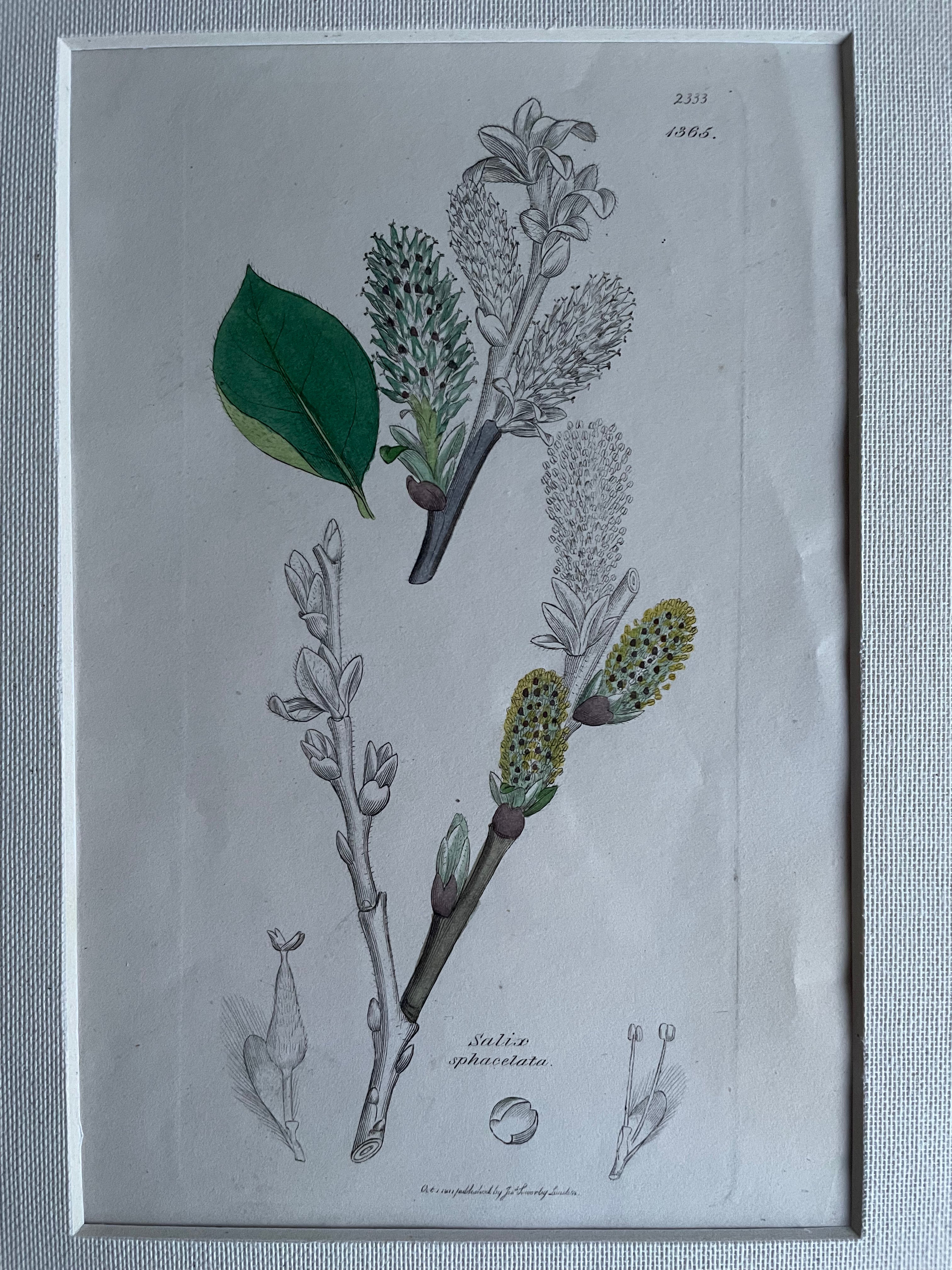 19th Century Botanical Illustration with Linen Mount - Satix Sphacetata