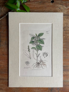 19th Century Botanical Illustration with Linen Mount - Mercurialis Perennis
