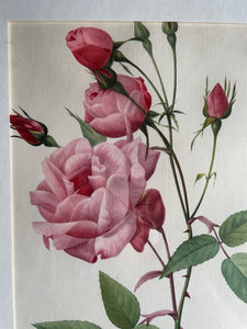 Framed 19th Century Botanical Illustration of Roses