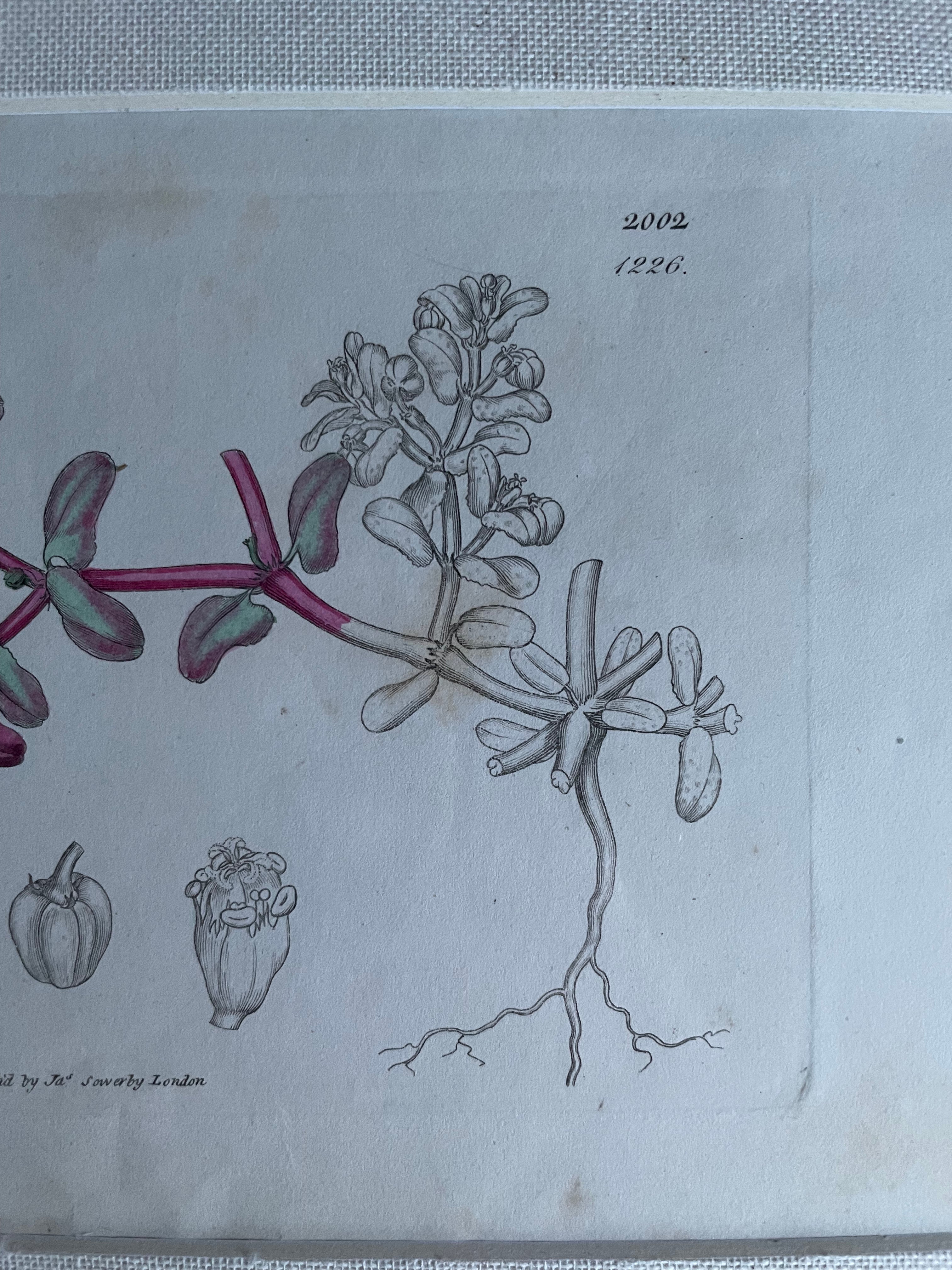 19th Century Botanical Illustration with Linen Mount - Euphorbia Peptis