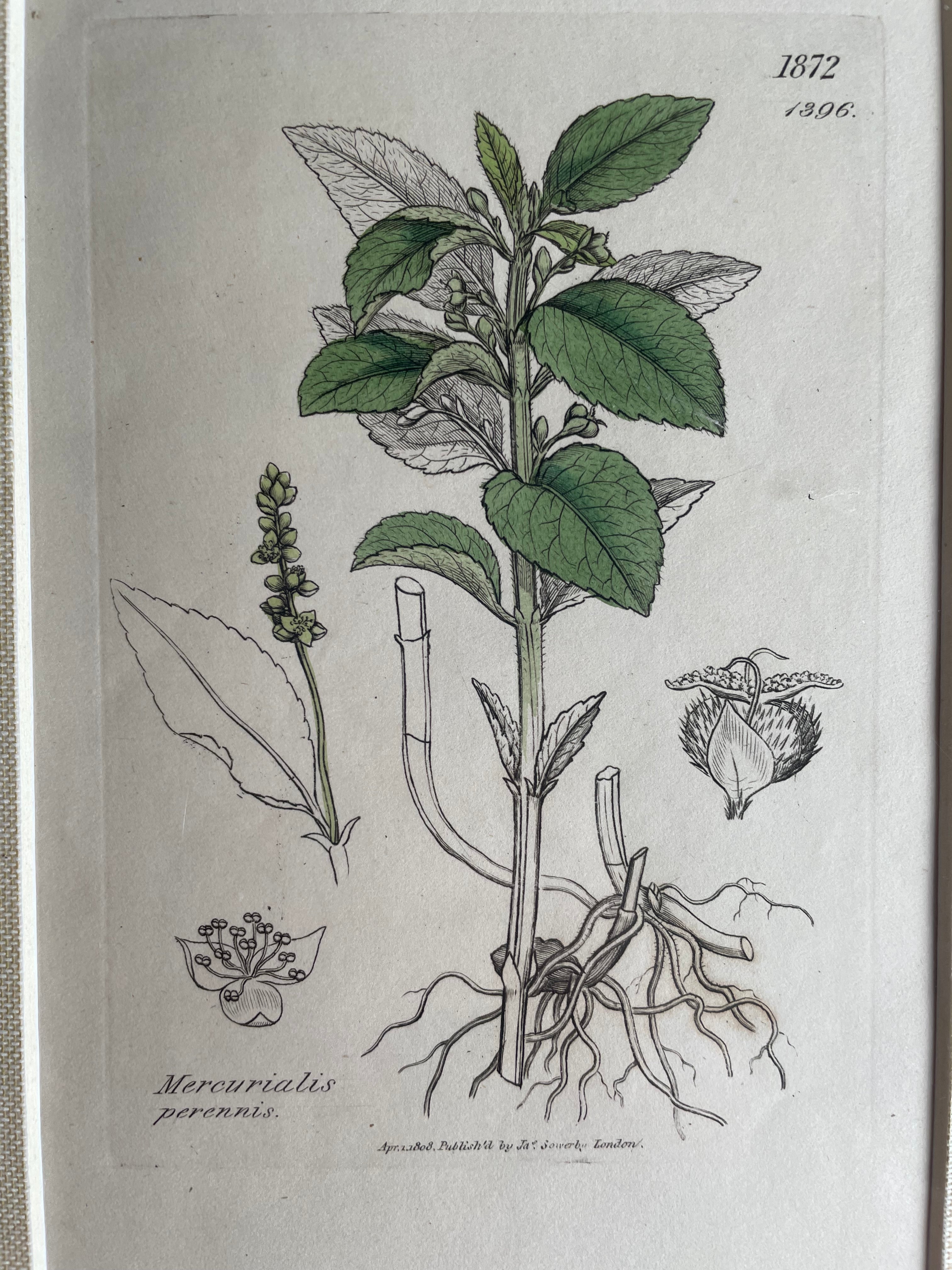 19th Century Botanical Illustration with Linen Mount - Mercurialis Perennis