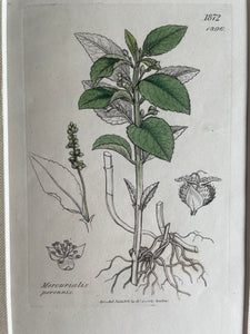 19th Century Botanical Illustration with Linen Mount - Mercurialis Perennis
