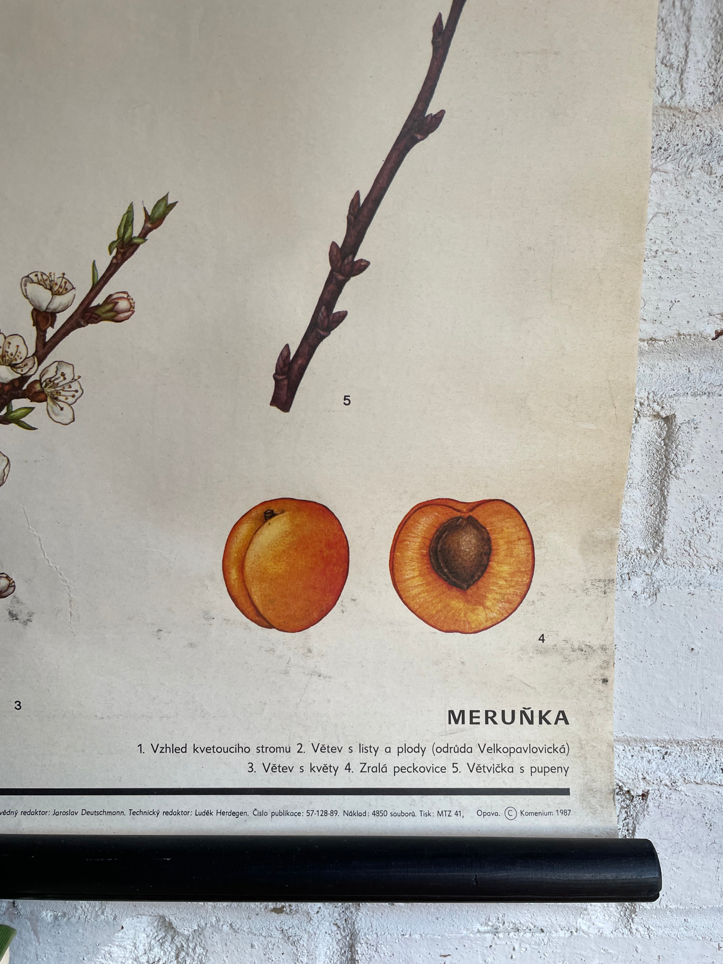 Vintage Botanical School Chart of an Apricot Tree