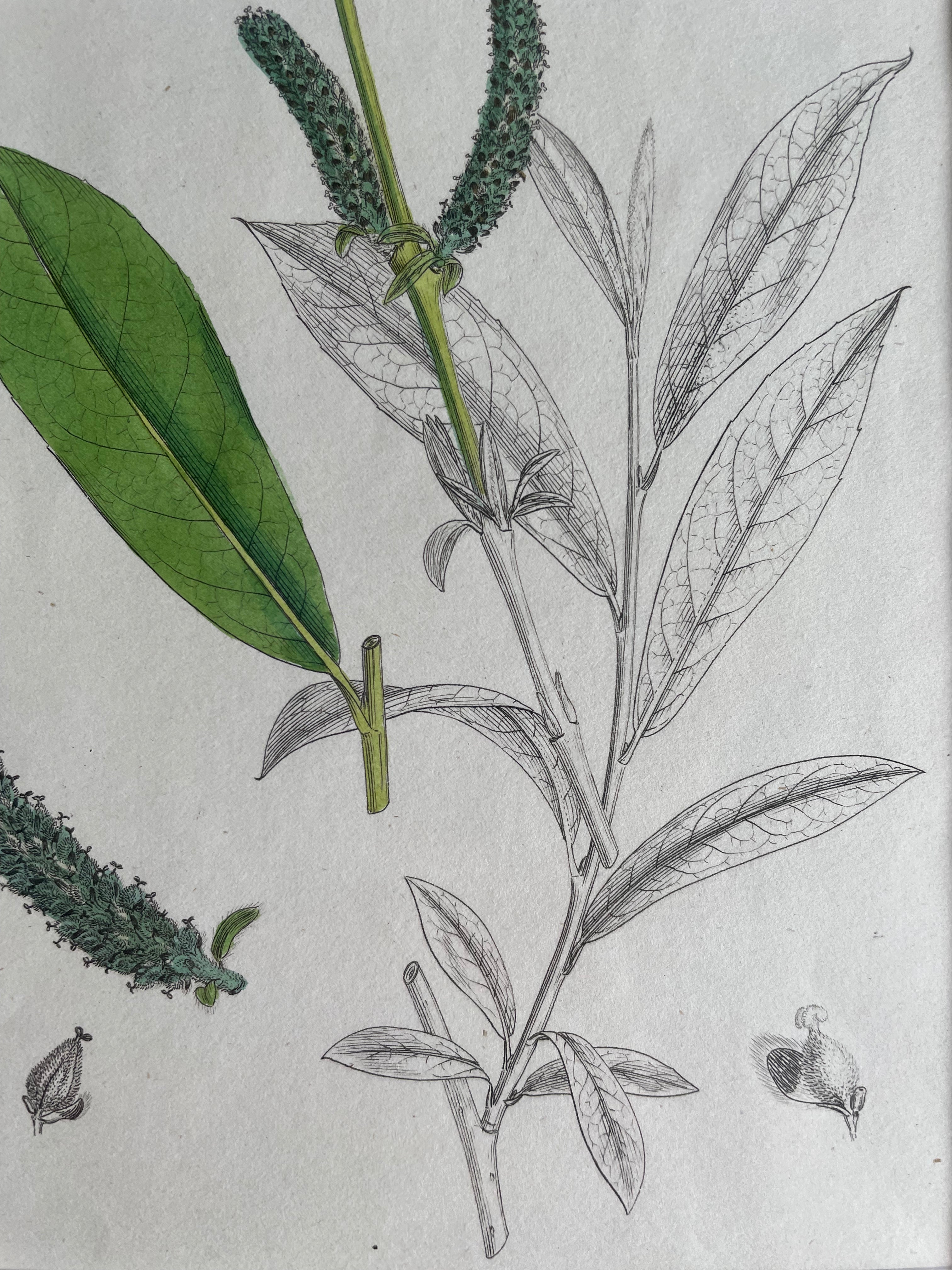 19th Century Botanical Illustration with Linen Mount - 2651