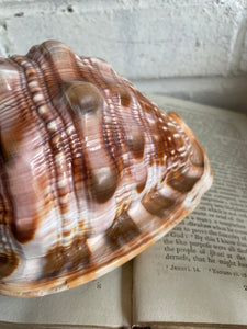 Old Conch Shell