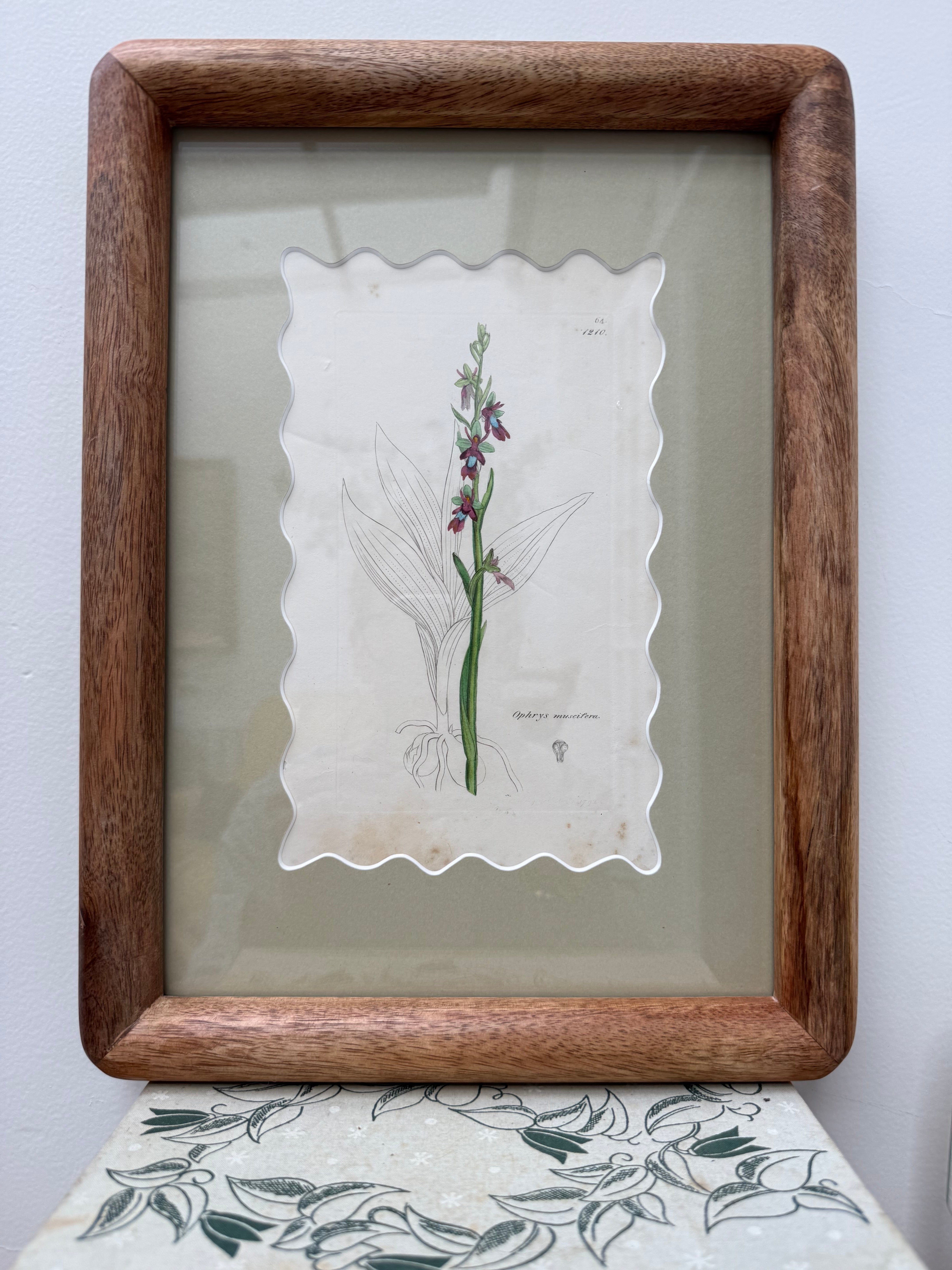 Bespoke Framed 19th Century Coloured Botanical Illustration