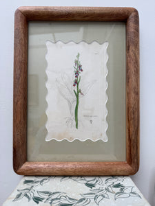 Bespoke Framed 19th Century Coloured Botanical Illustration