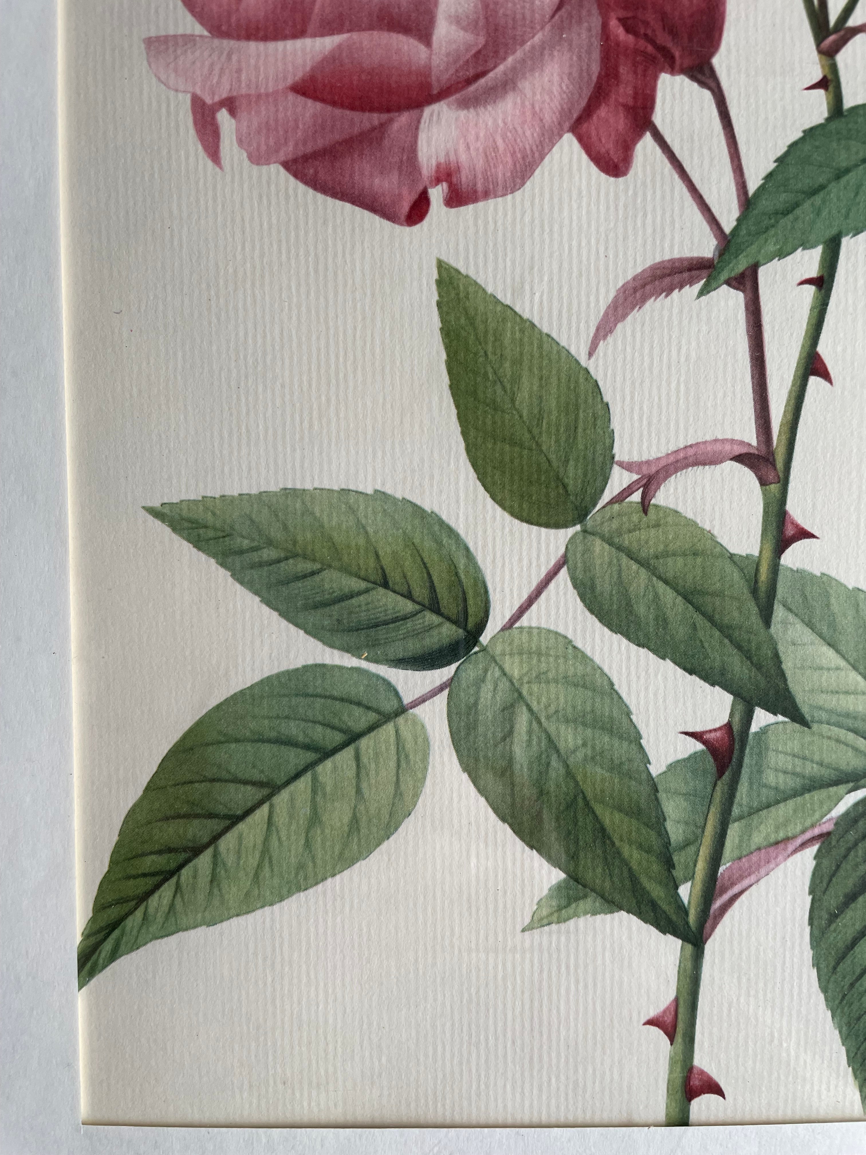 Framed 19th Century Botanical Illustration of Roses