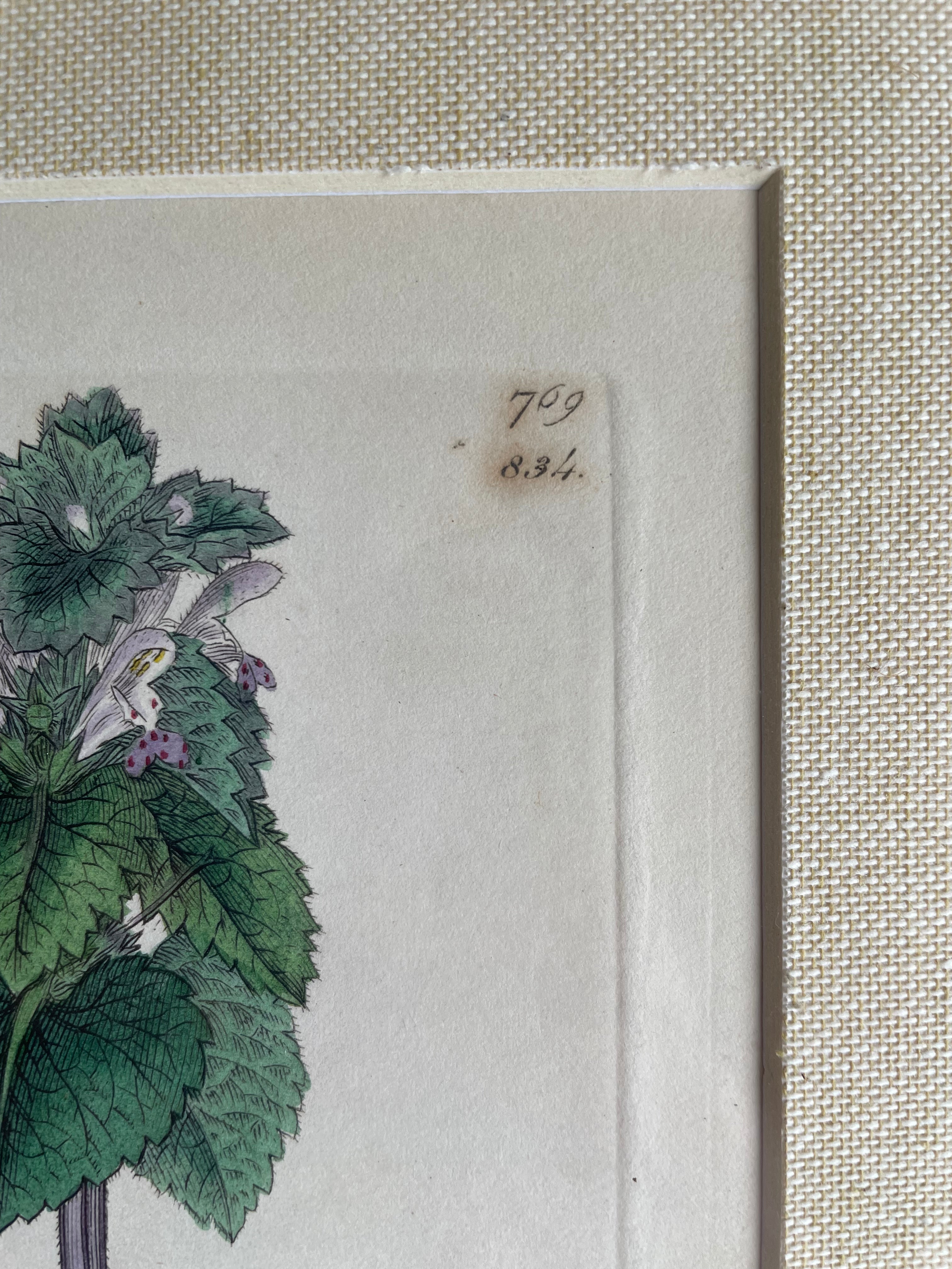 19th Century Botanical Illustration with Linen Mount - Lamium Purpureum
