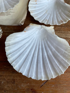 Set of Four Clam Shells