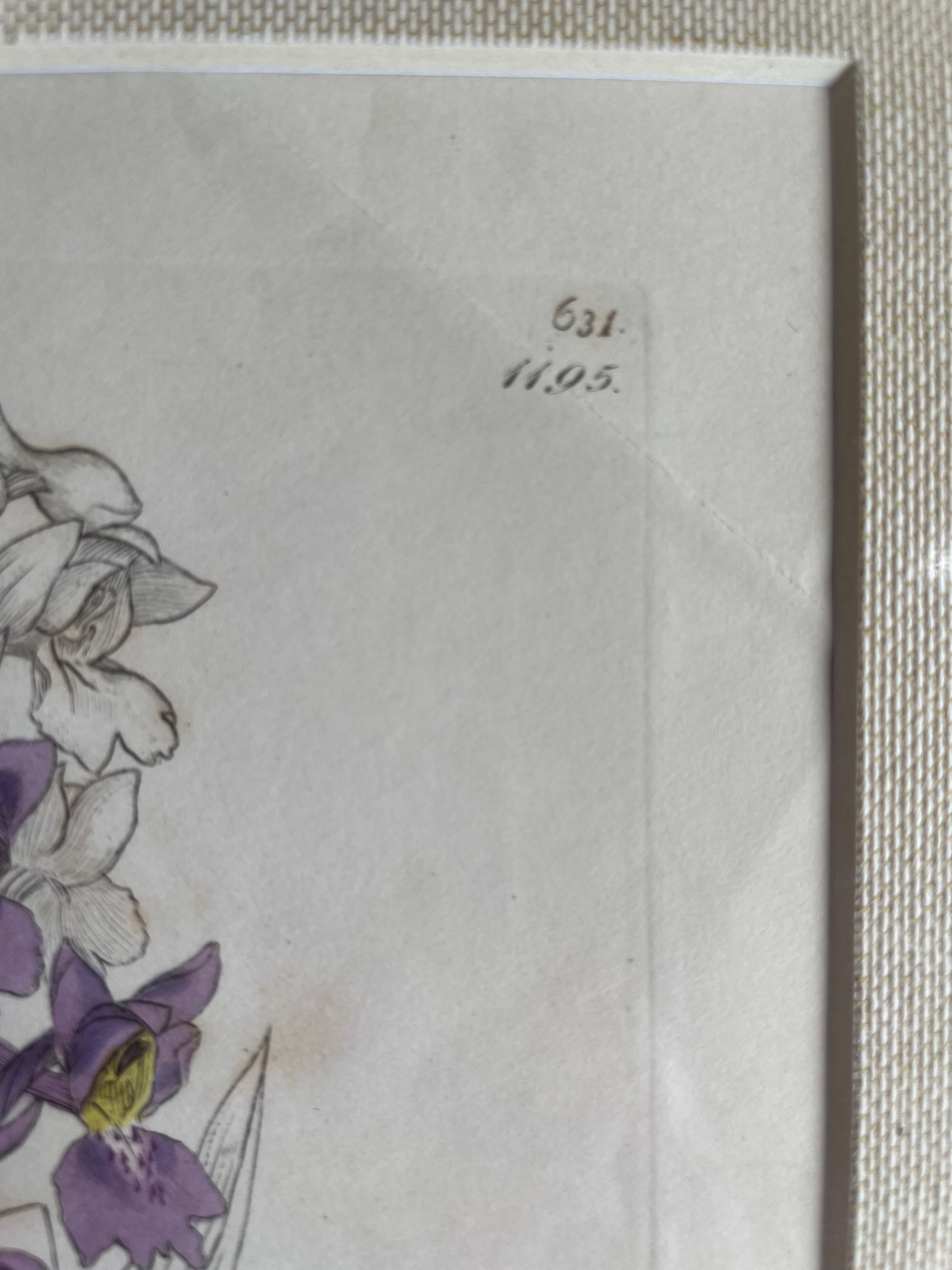 19th Century Botanical Illustration with Linen Mount - Orchis Mascula