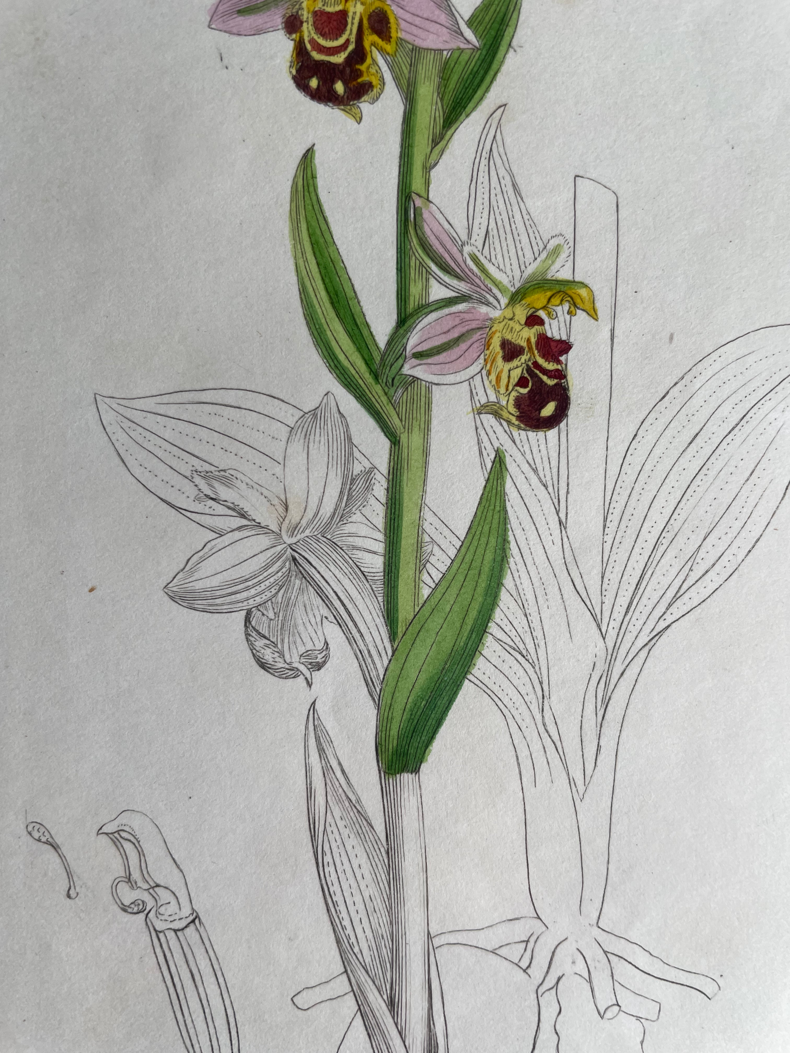 19th Century Botanical Illustration with Linen Mount - Orphrys Apifera