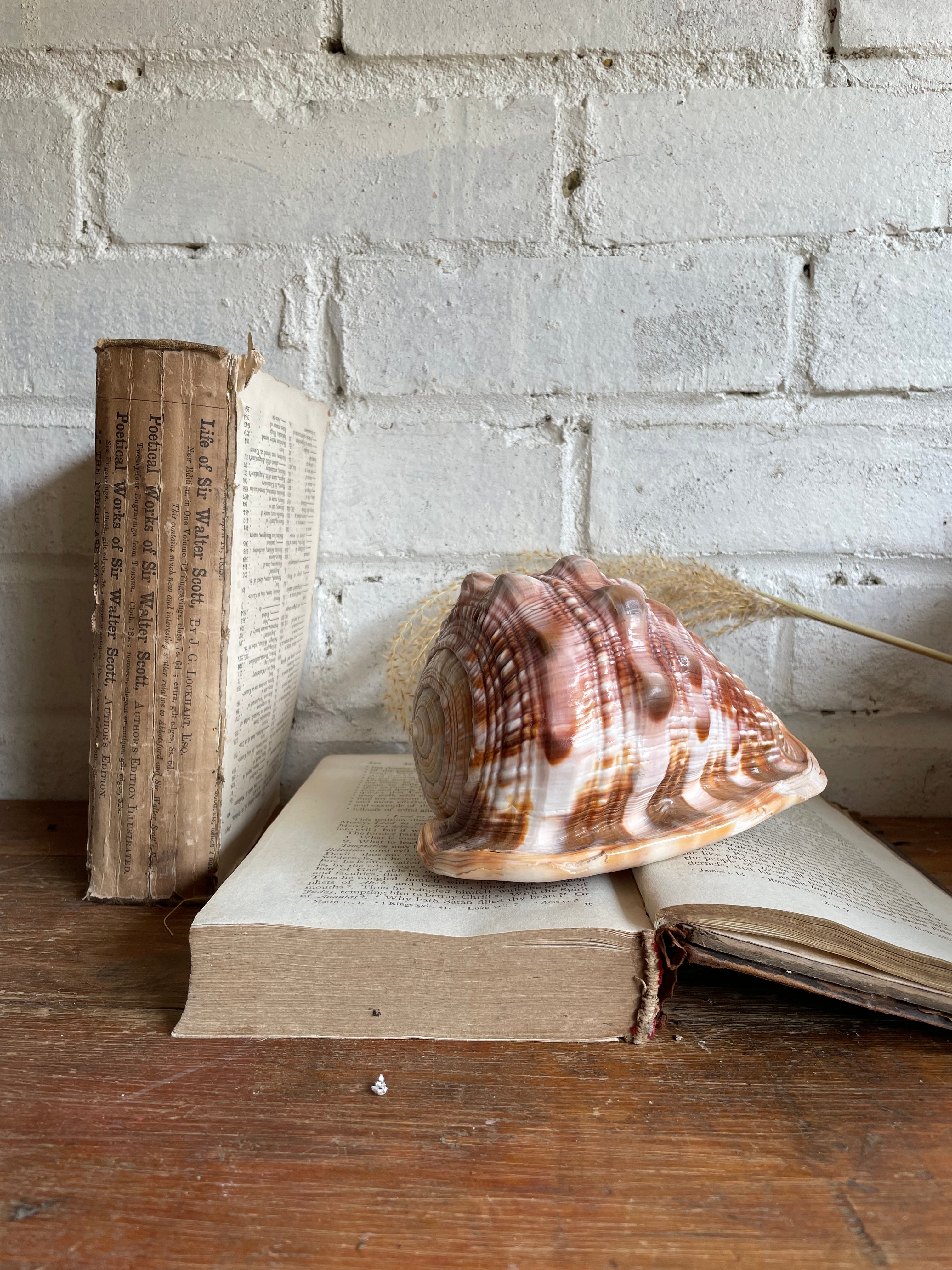 Old Conch Shell