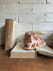 Old Conch Shell