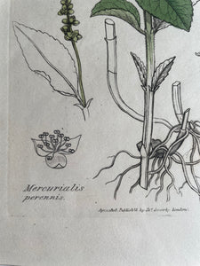 19th Century Botanical Illustration with Linen Mount - Mercurialis Perennis