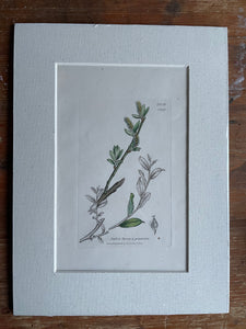 19th Century Botanical Illustration with Linen Mount - Salix Fusca