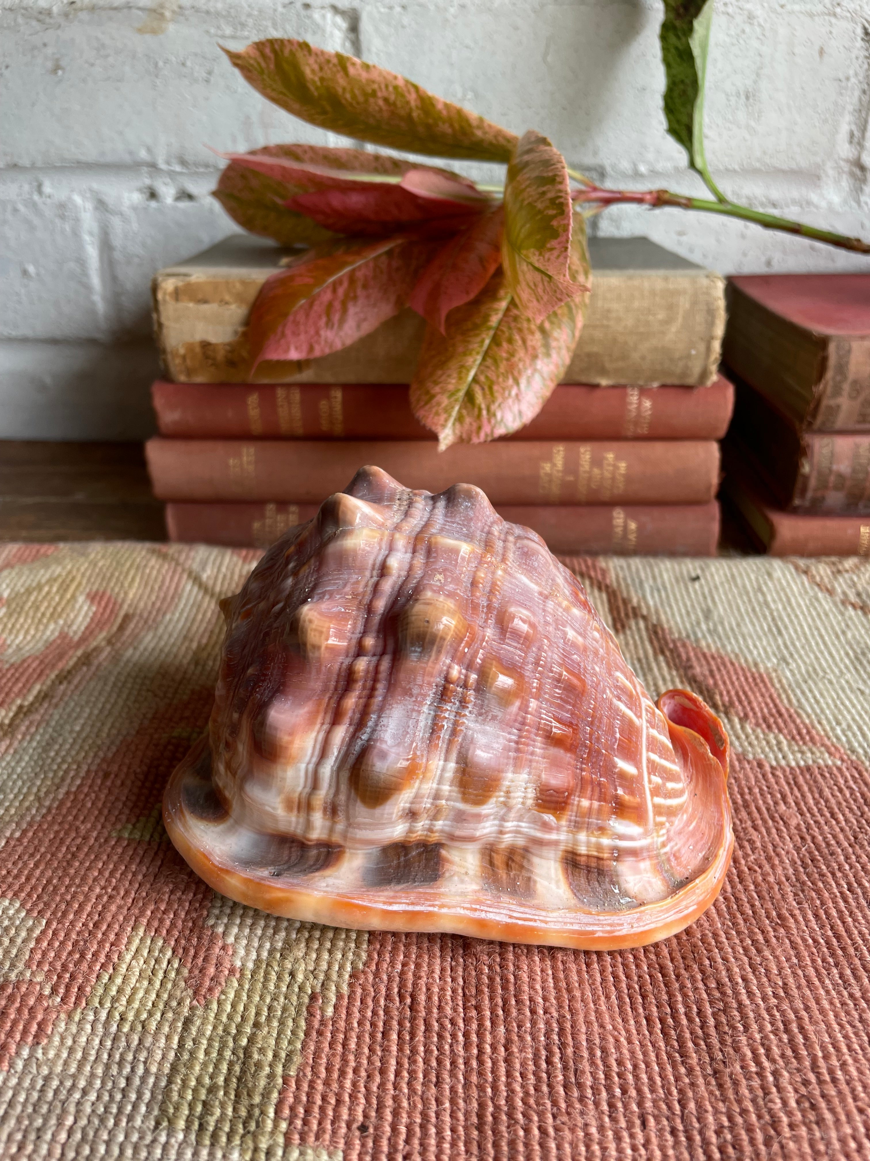 Old Conch Shell