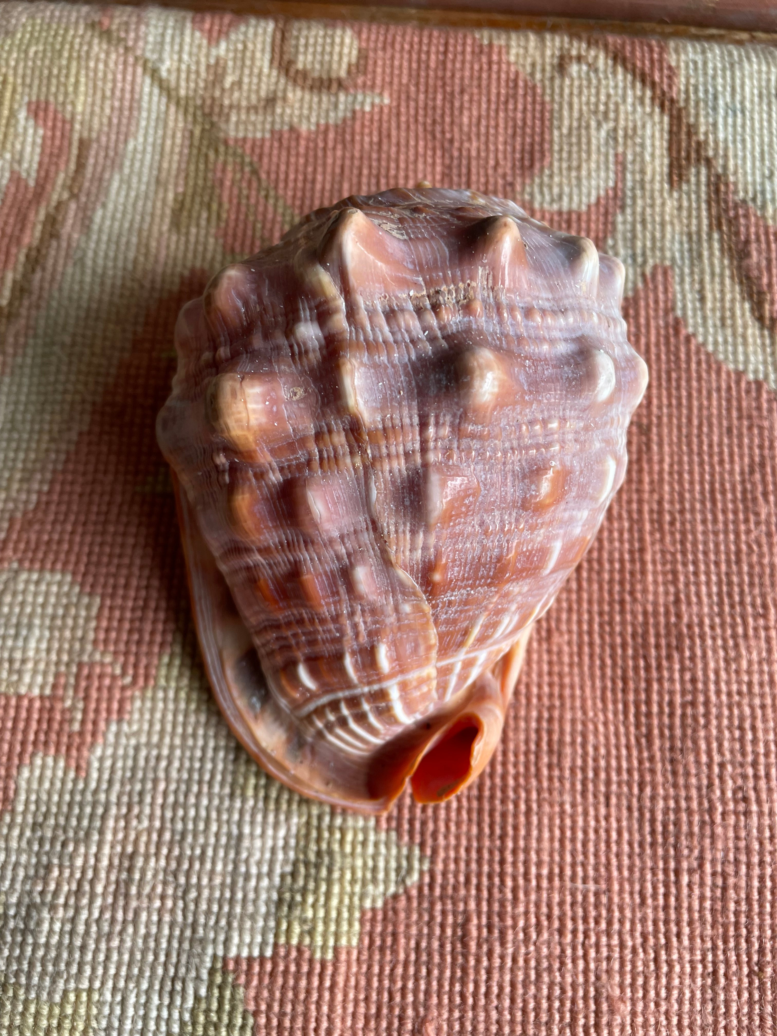 Old Conch Shell