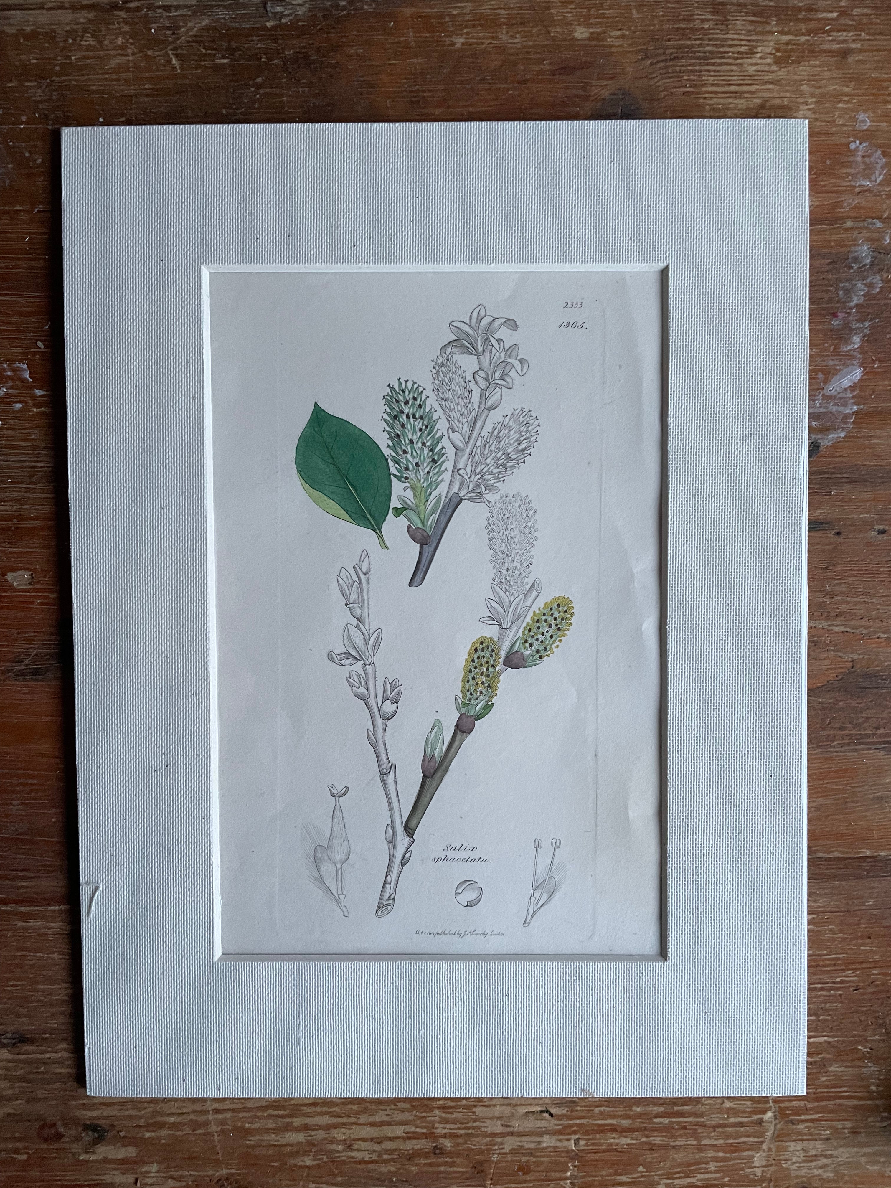 19th Century Botanical Illustration with Linen Mount - Satix Sphacetata