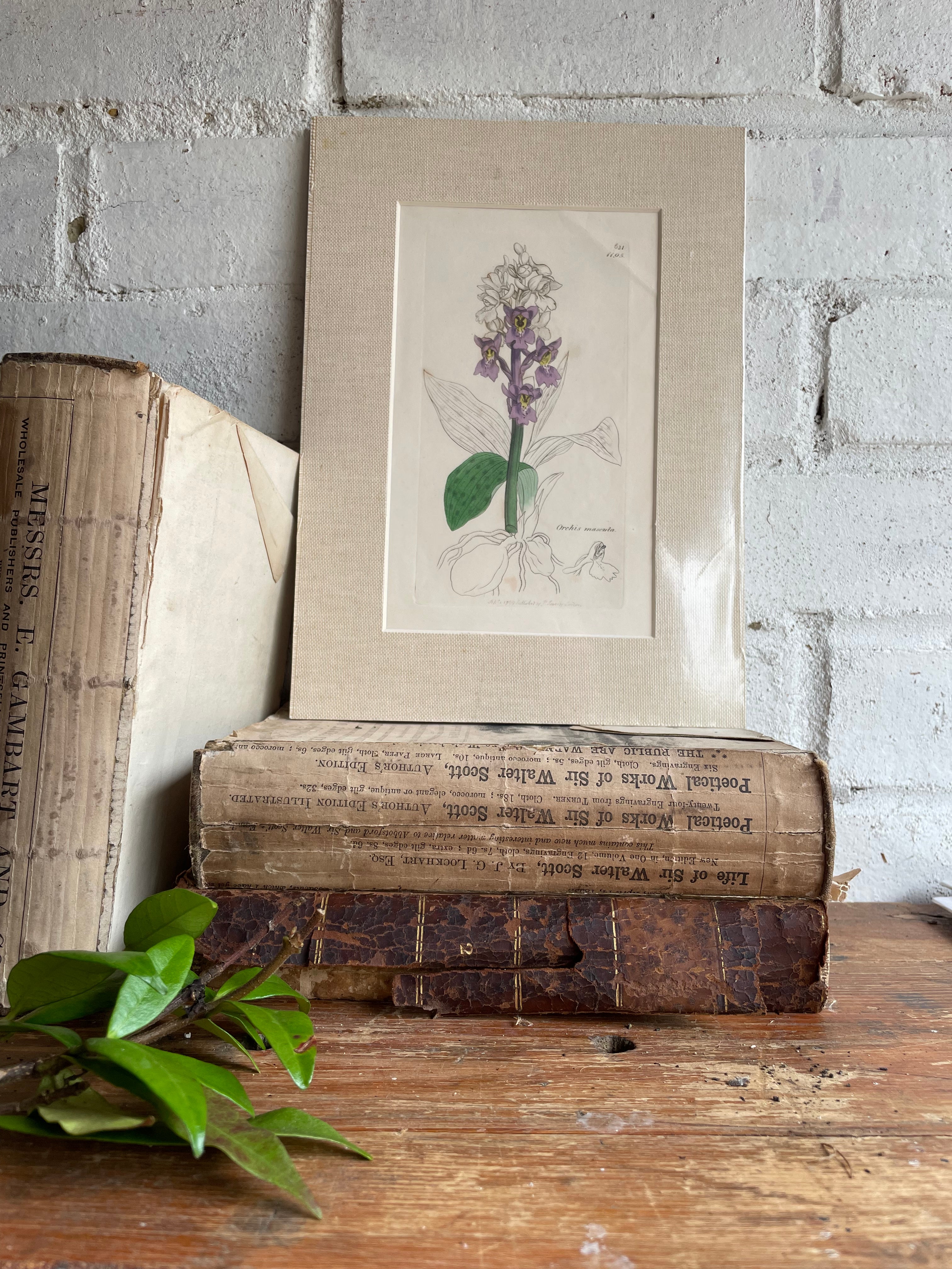 19th Century Botanical Illustration with Linen Mount - Orchis Mascula