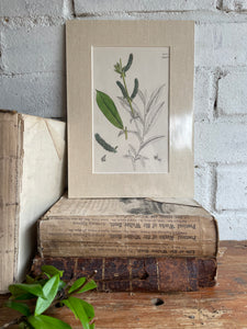 19th Century Botanical Illustration with Linen Mount - 2651