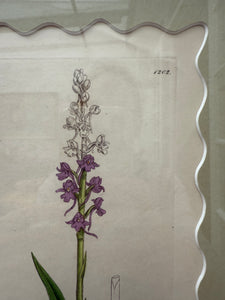 Bespoke Framed 19th Century Coloured Botanical Illustration