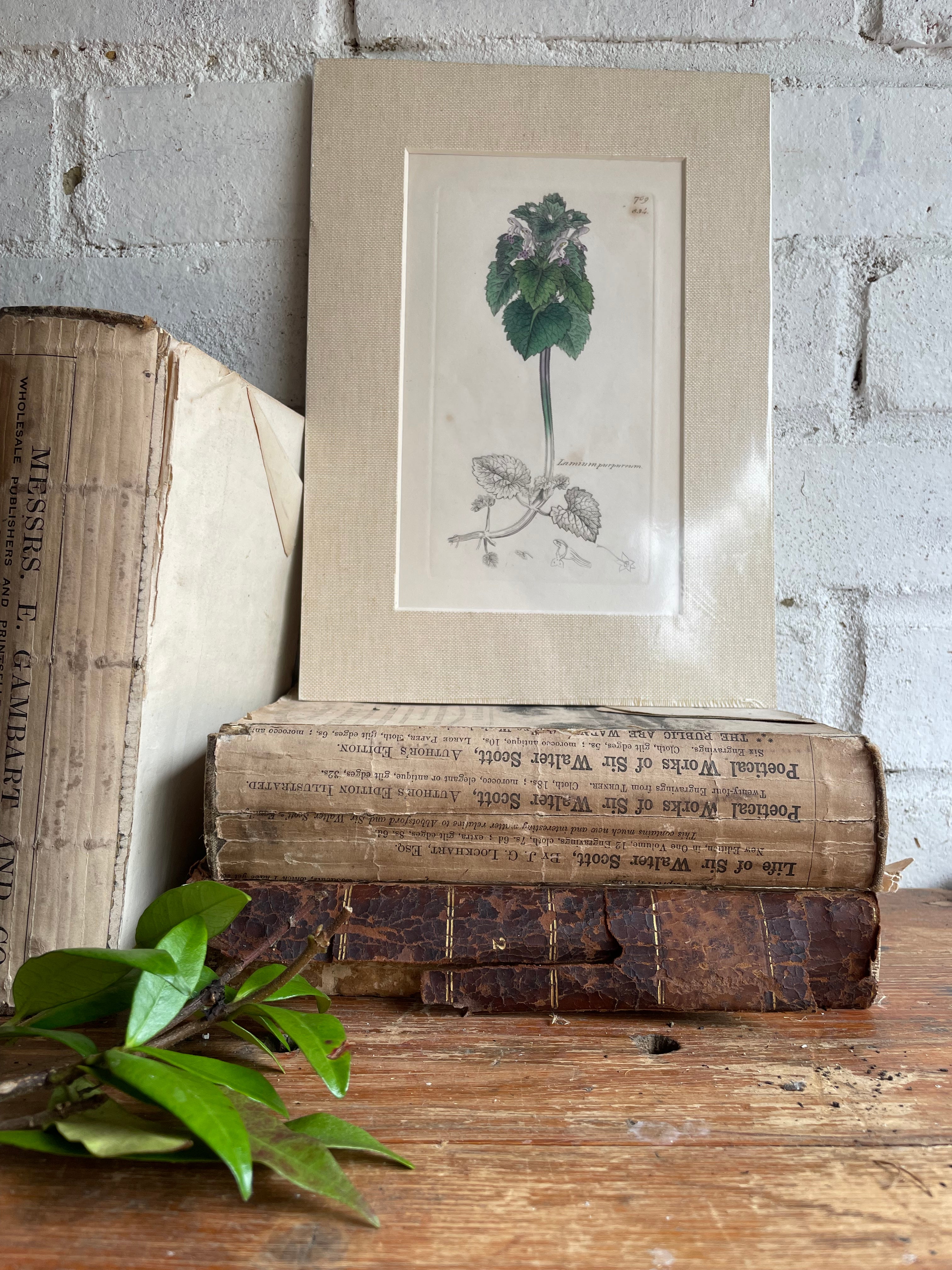 19th Century Botanical Illustration with Linen Mount - Lamium Purpureum