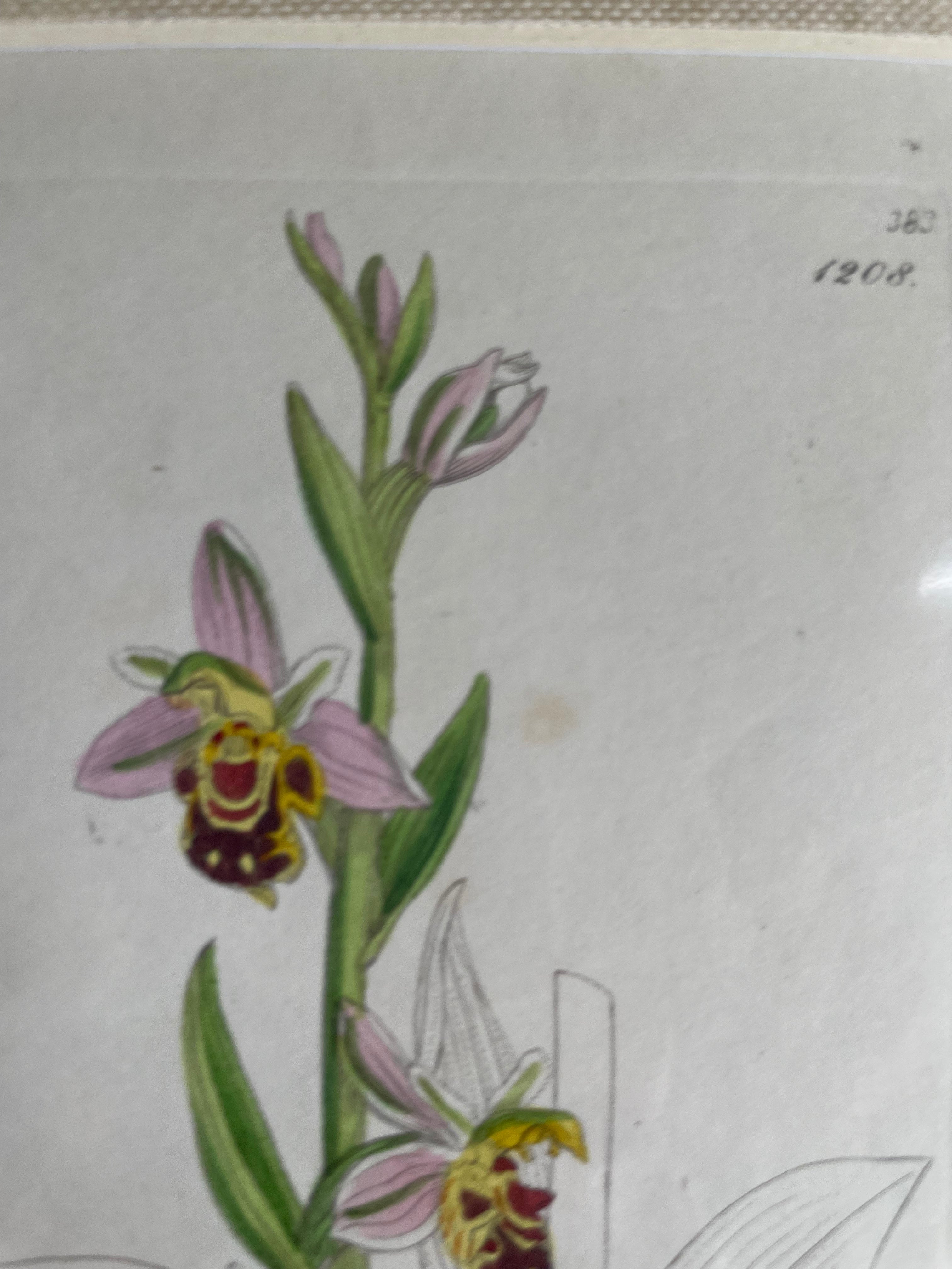19th Century Botanical Illustration with Linen Mount - Orphrys Apifera