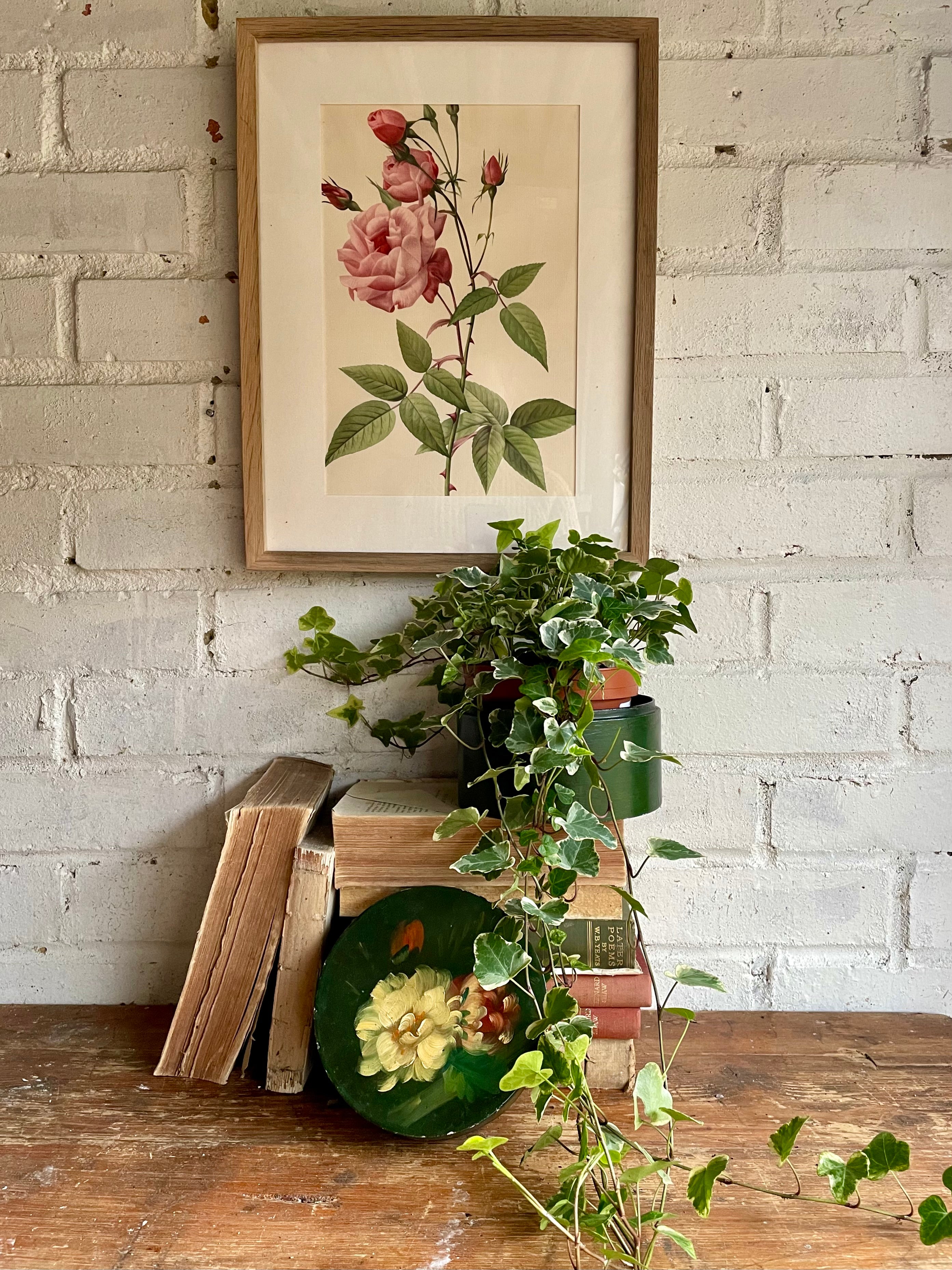 Framed 19th Century Botanical Illustration of Roses