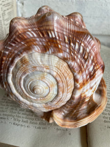 Old Conch Shell
