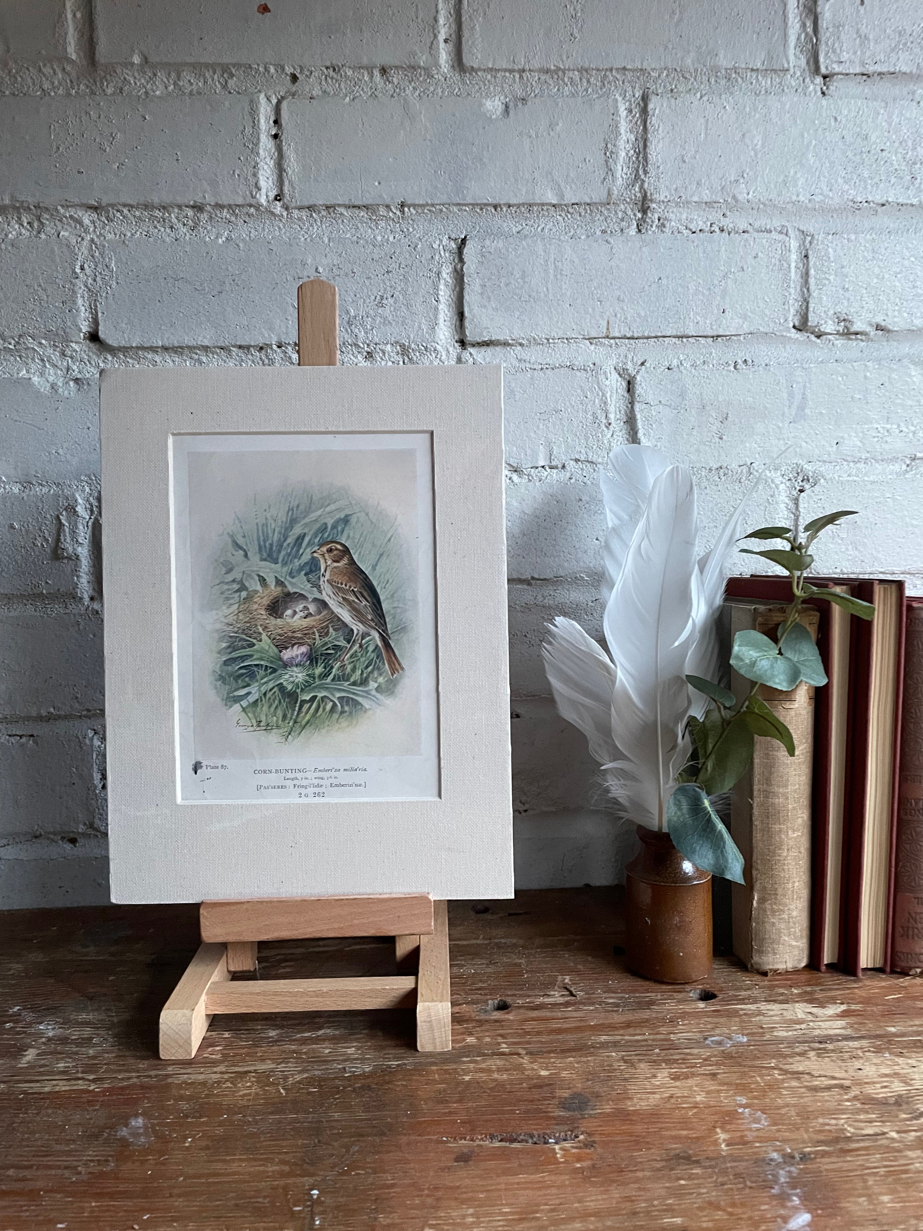 19th Century Bird Illustration with Linen Mount - Corn Bunting