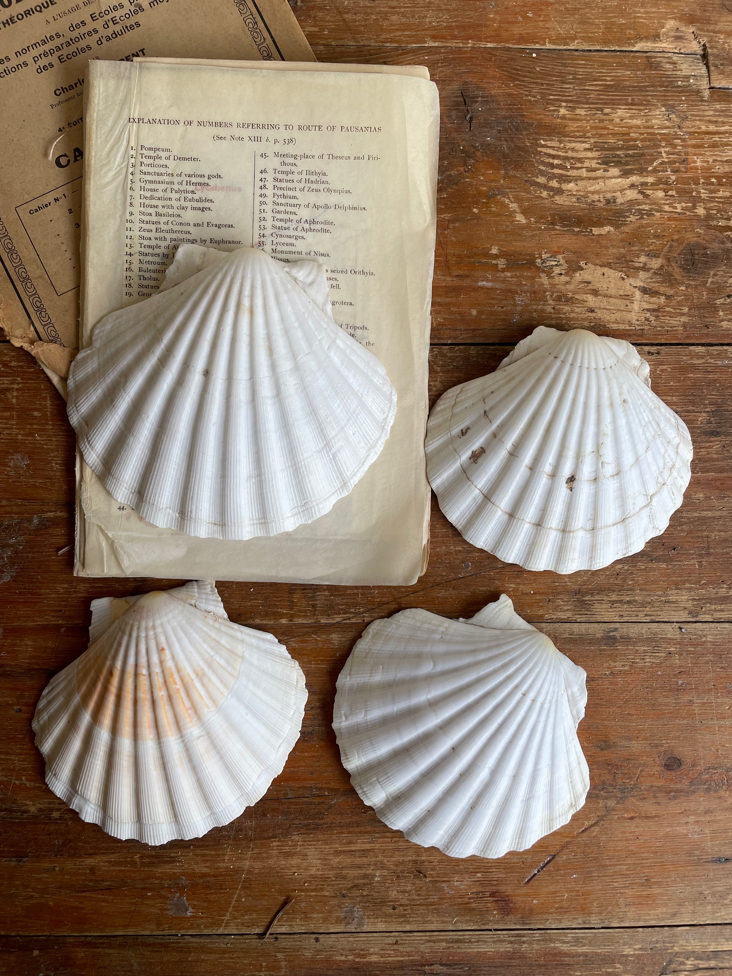 Set of Four Clam Shells
