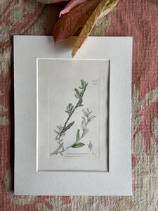 19th Century Botanical Illustration with Linen Mount - Salix Fusca