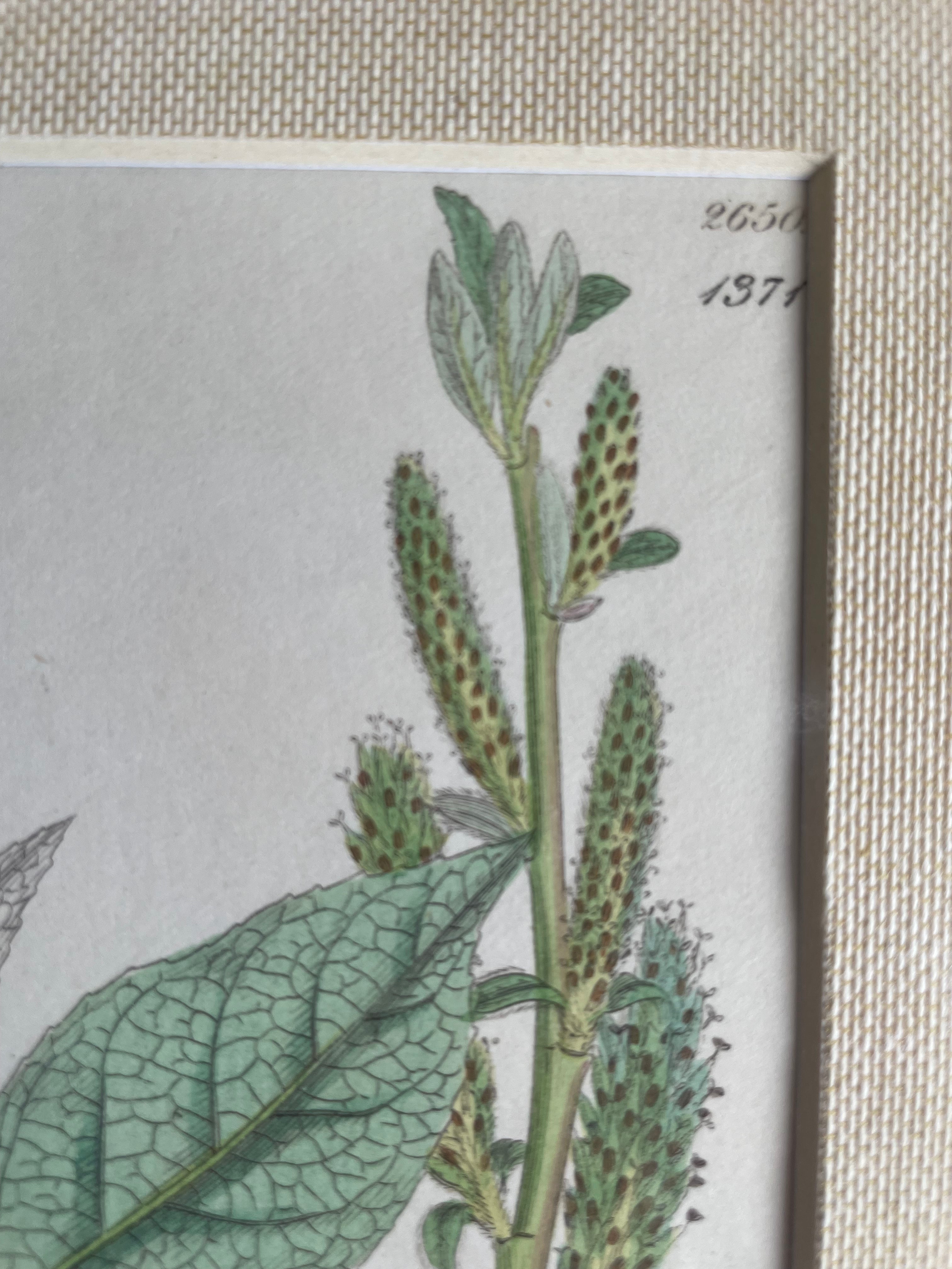 19th Century Botanical Illustration with Linen Mount - 2650