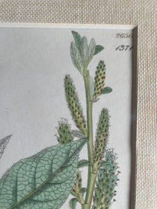 19th Century Botanical Illustration with Linen Mount - 2650