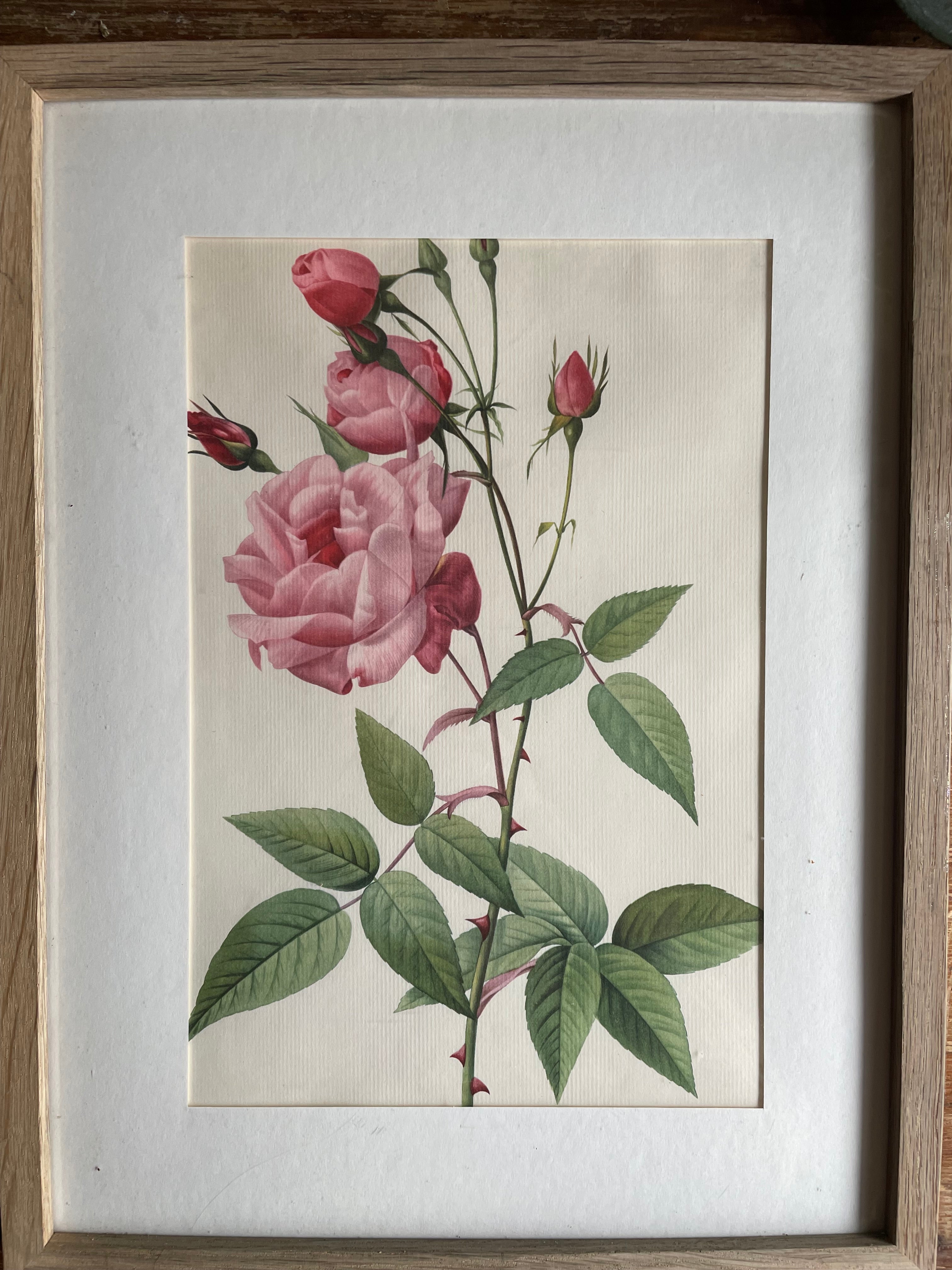 Framed 19th Century Botanical Illustration of Roses