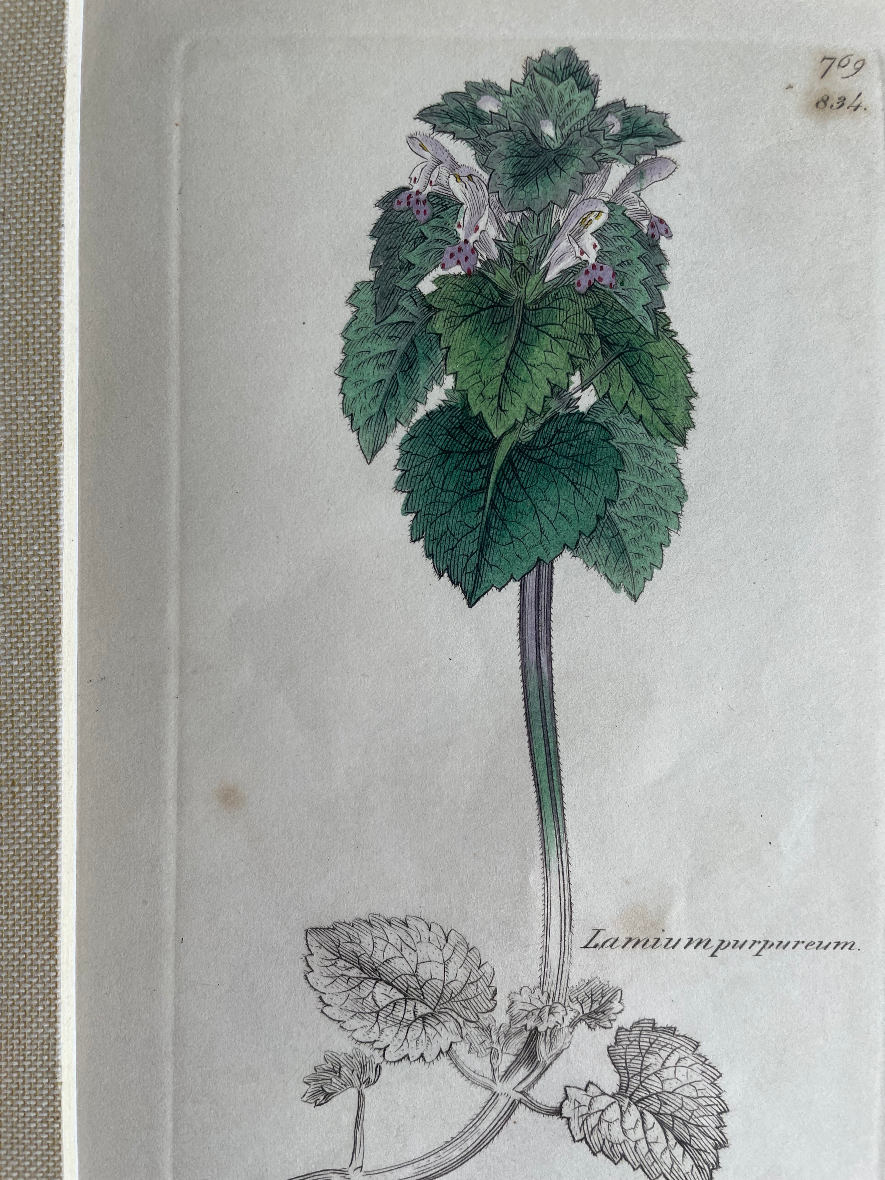 19th Century Botanical Illustration with Linen Mount - Lamium Purpureum