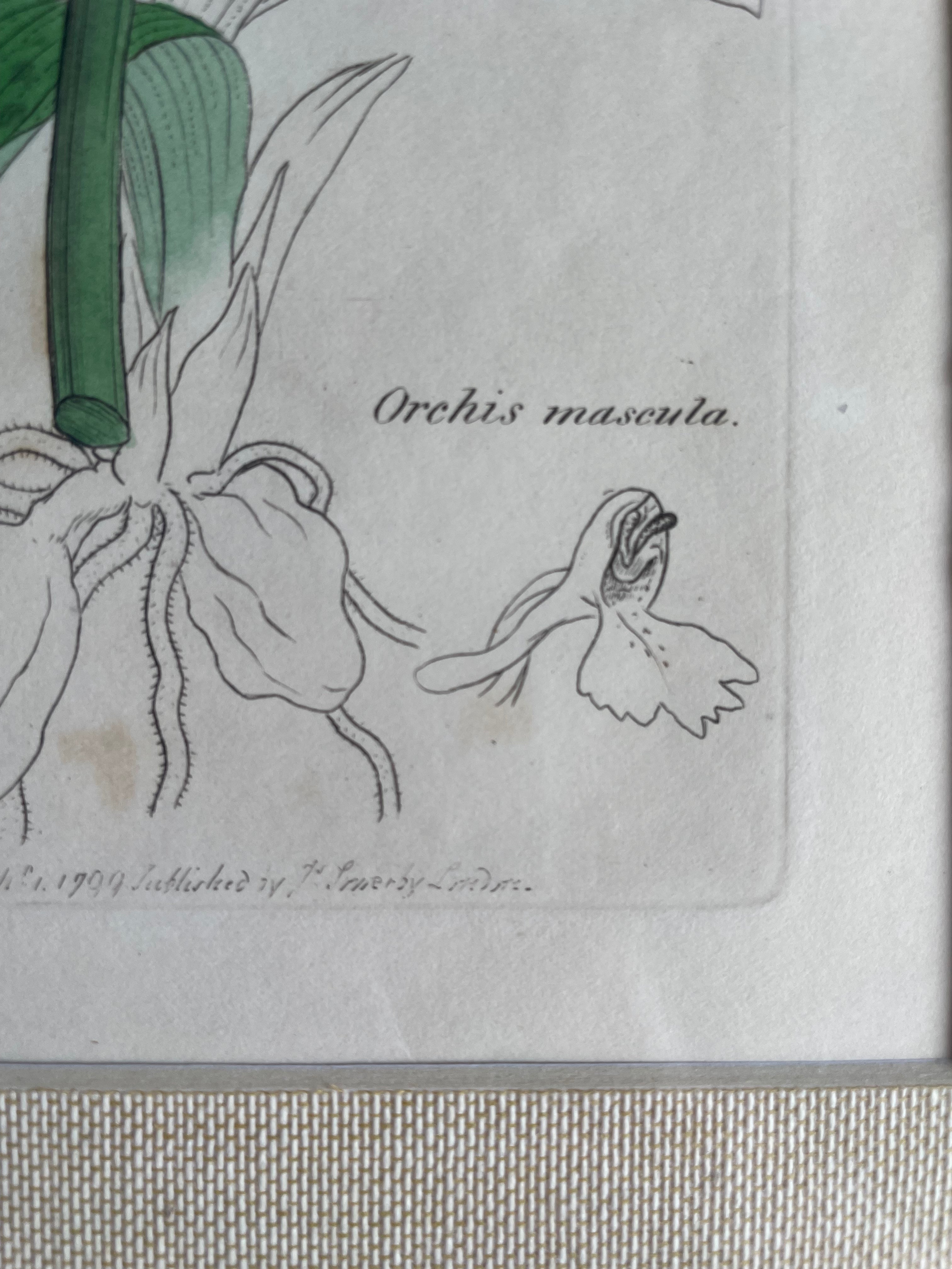 19th Century Botanical Illustration with Linen Mount - Orchis Mascula