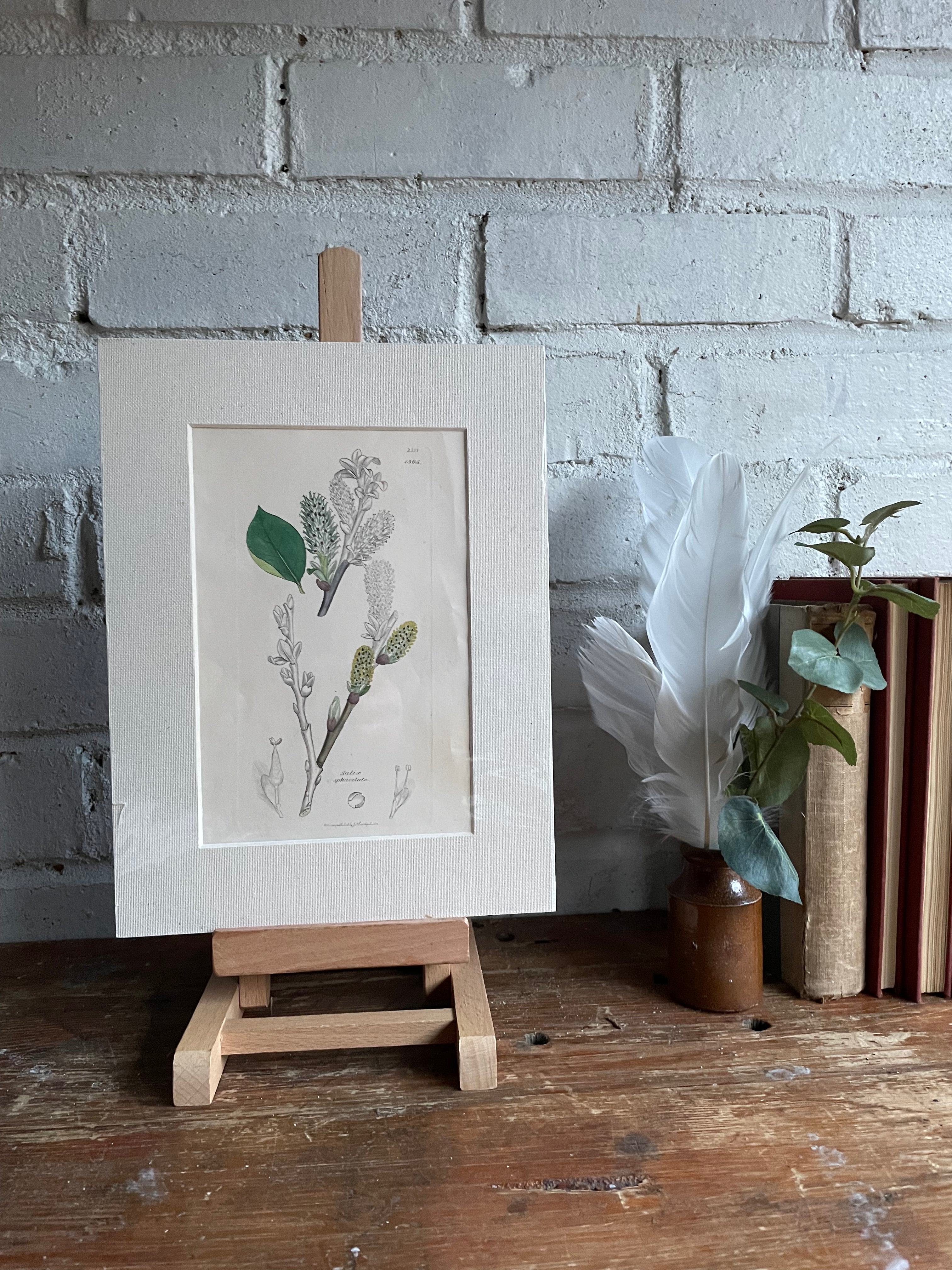 19th Century Botanical Illustration with Linen Mount - Satix Sphacetata