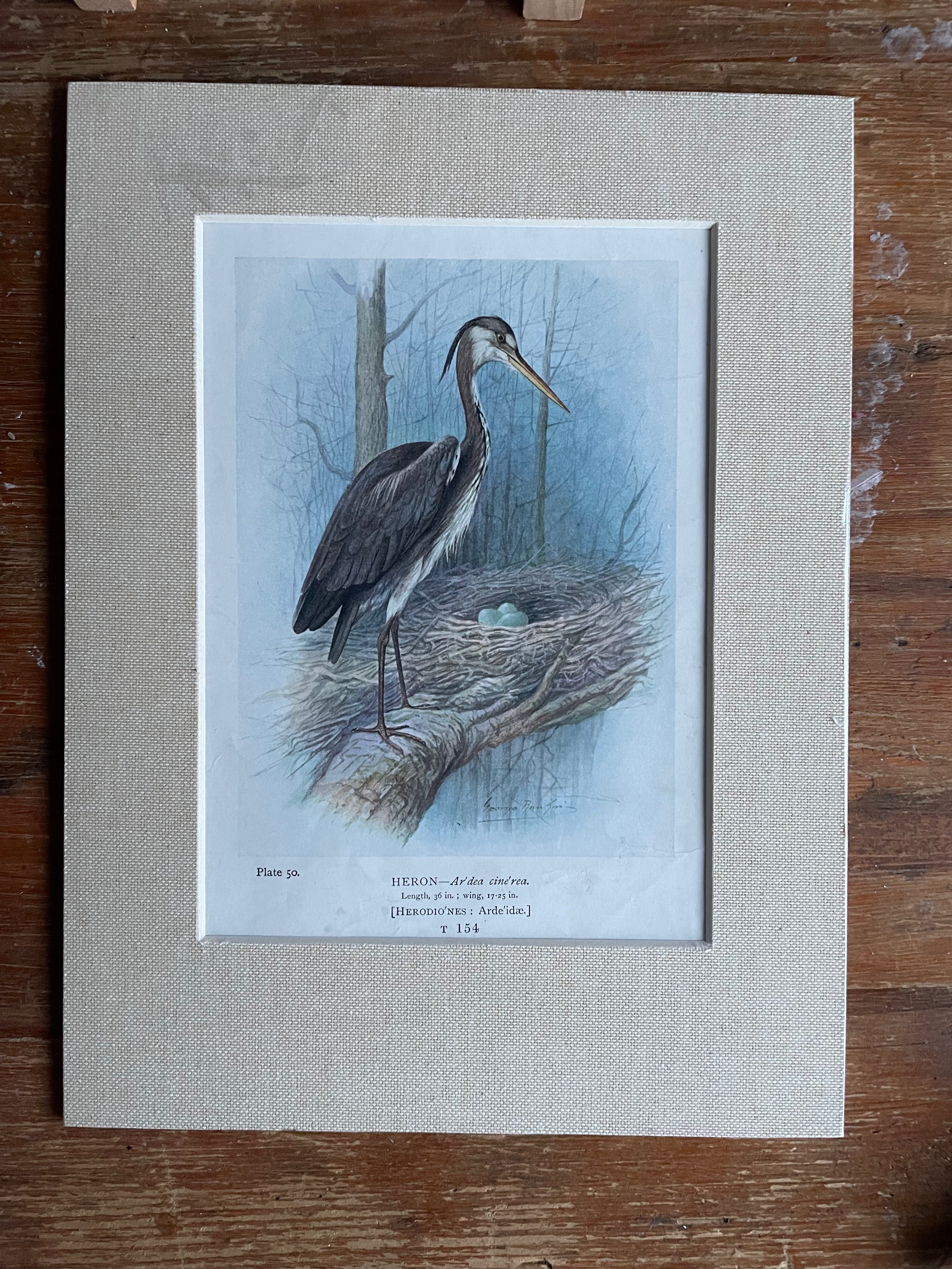 19th Century Bird Illustration with Linen Mount - Heron