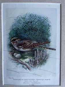 19th Century Bird Illustration with Linen Mount - Night Jar