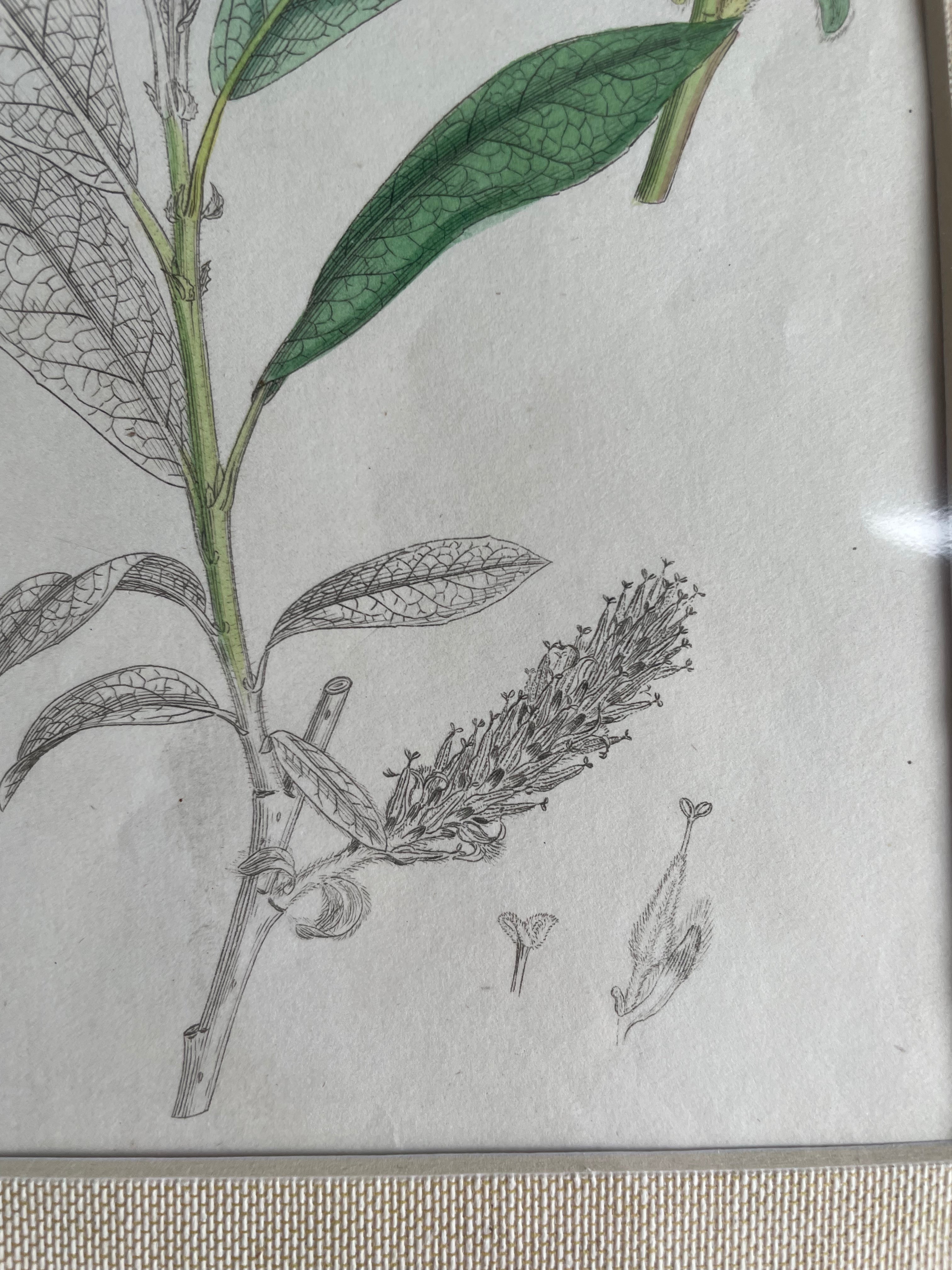 19th Century Botanical Illustration with Linen Mount - 2650