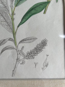 19th Century Botanical Illustration with Linen Mount - 2650