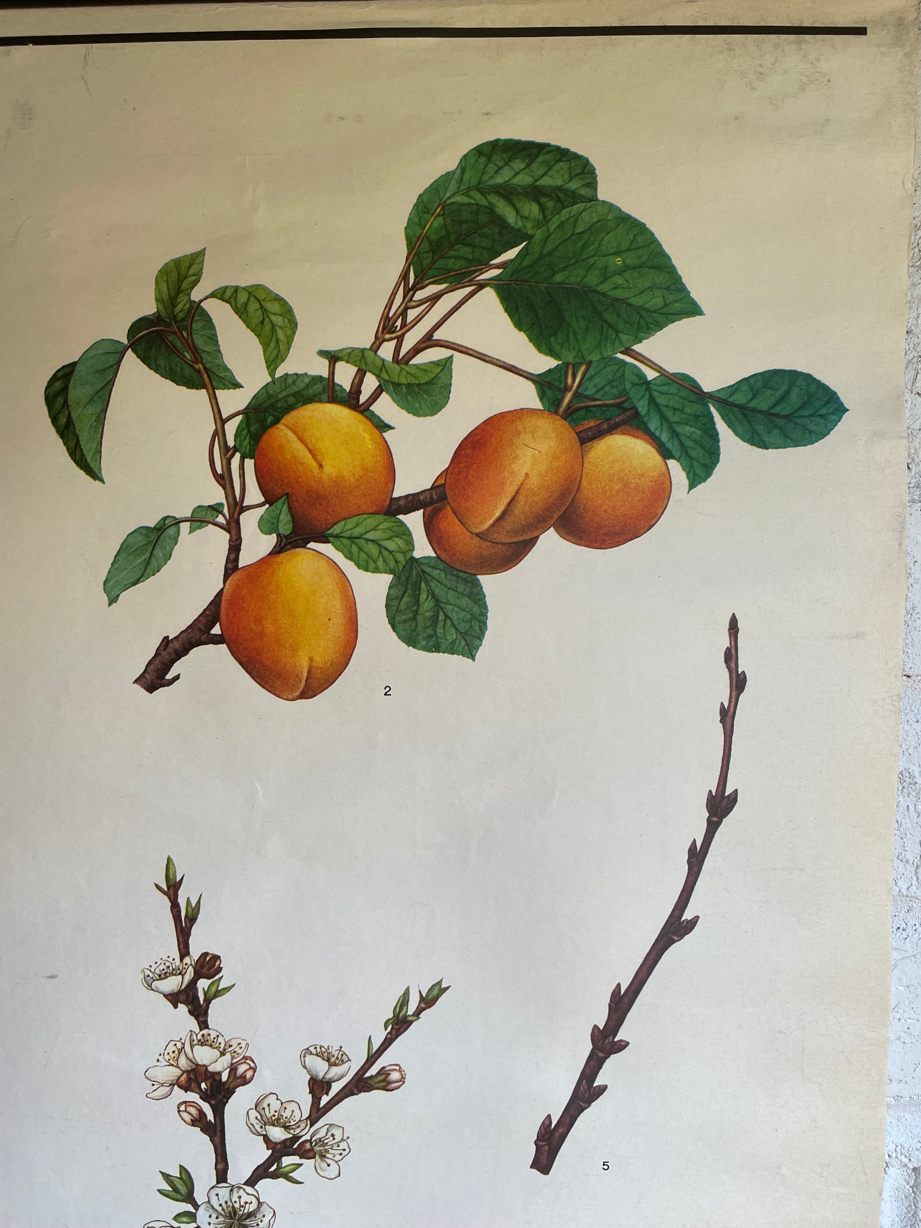 Vintage Botanical School Chart of an Apricot Tree