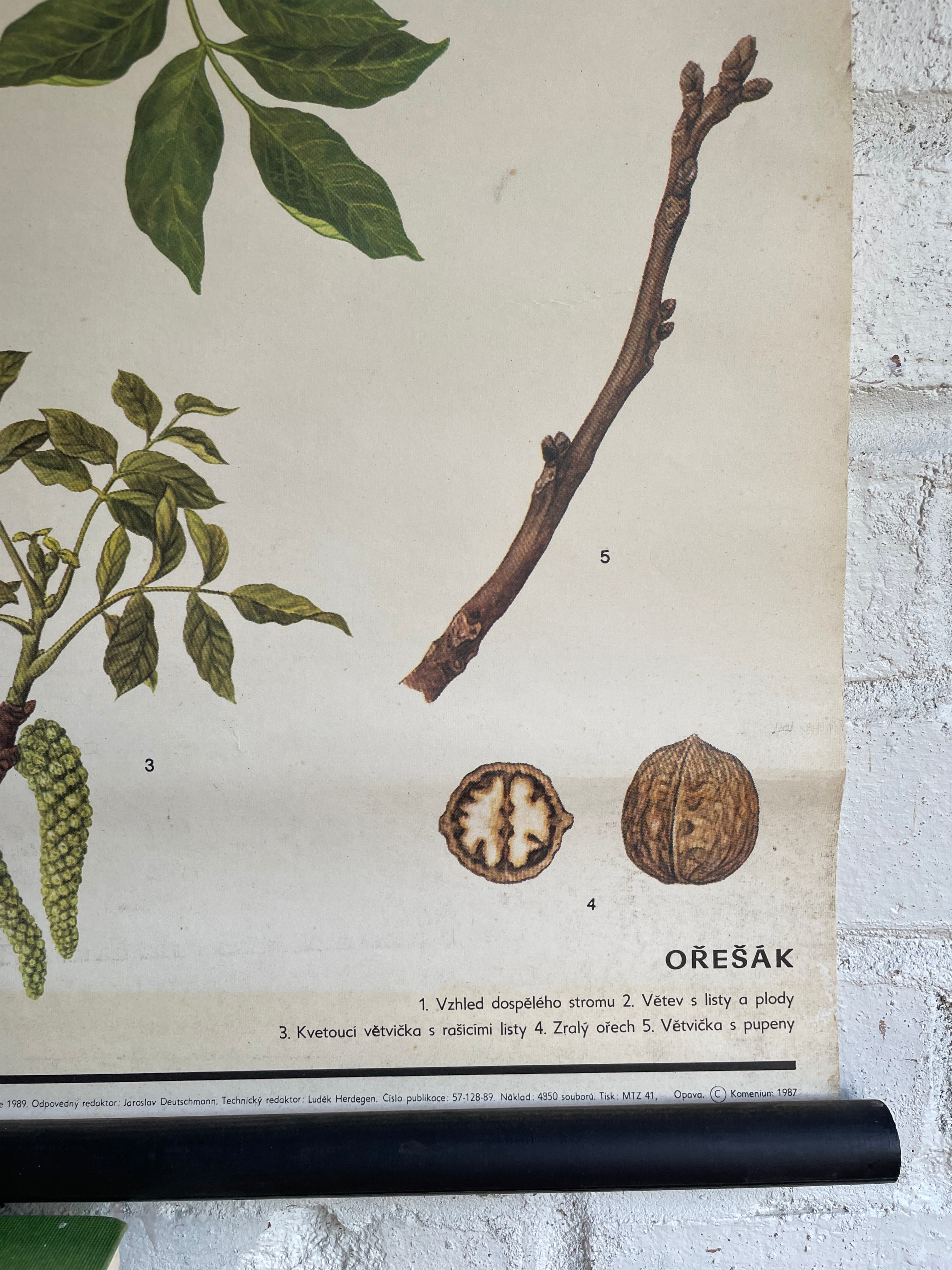 Vintage Botanical School Chart of a Walnut Tree