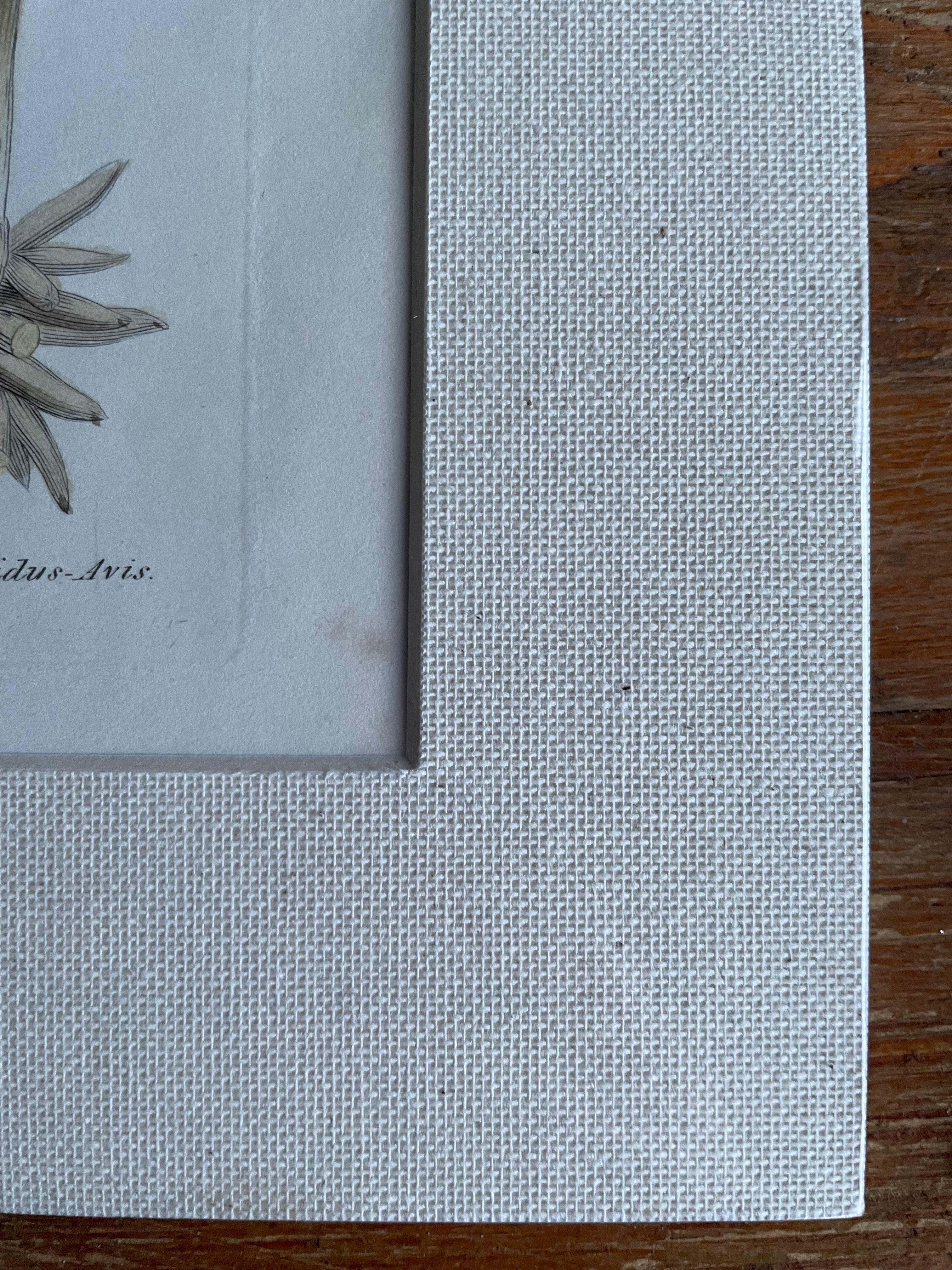 19th Century Botanical Illustration with Linen Mount - Listera Nidus-Avis