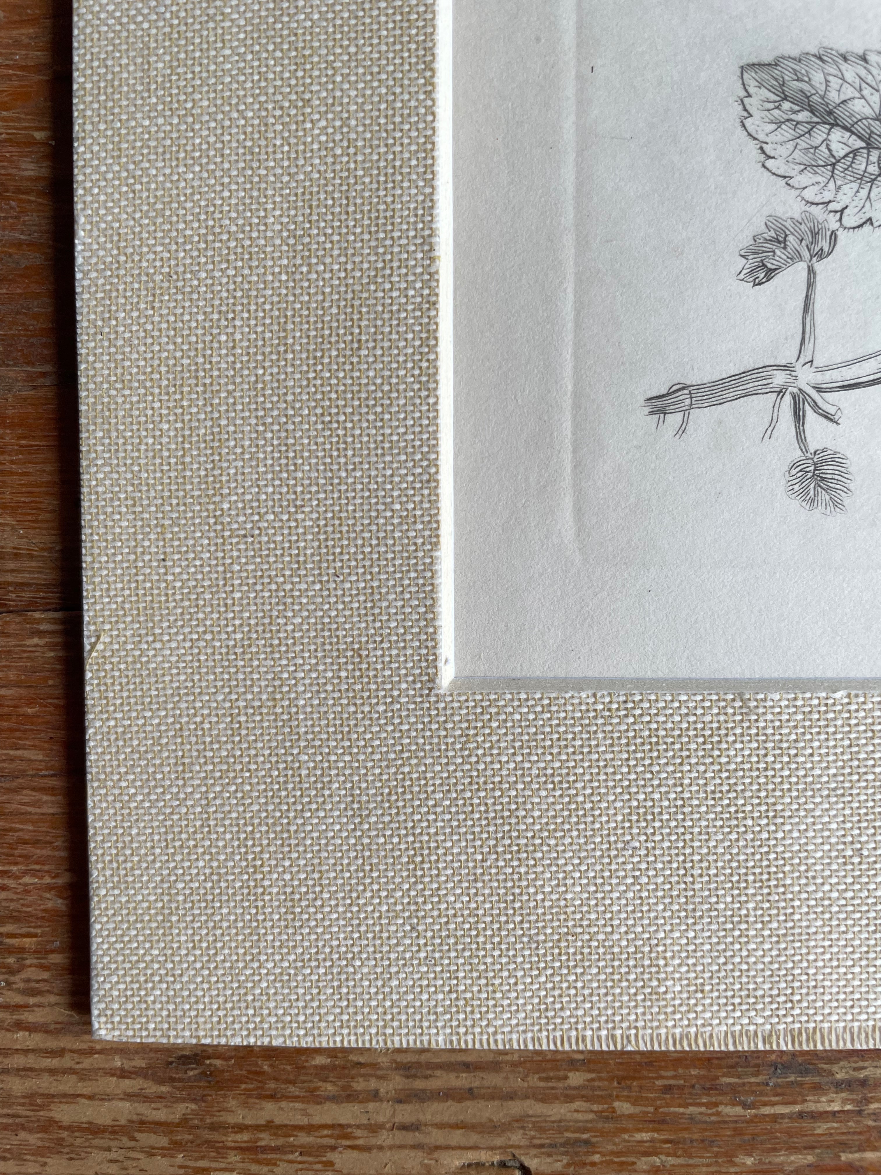 19th Century Botanical Illustration with Linen Mount - Lamium Purpureum